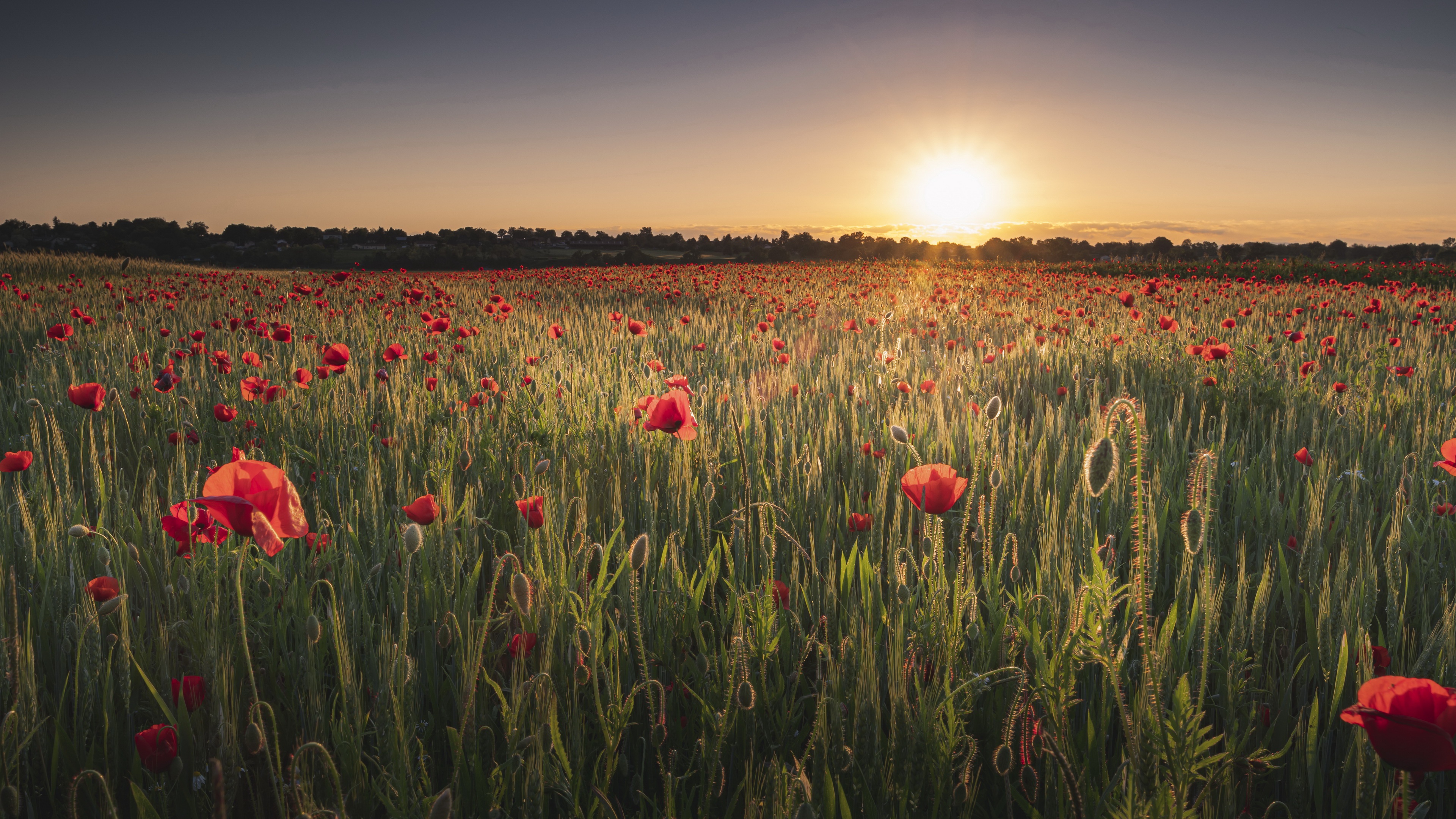 Download mobile wallpaper Flowers, Sunset, Earth, Field, Poppy for free.