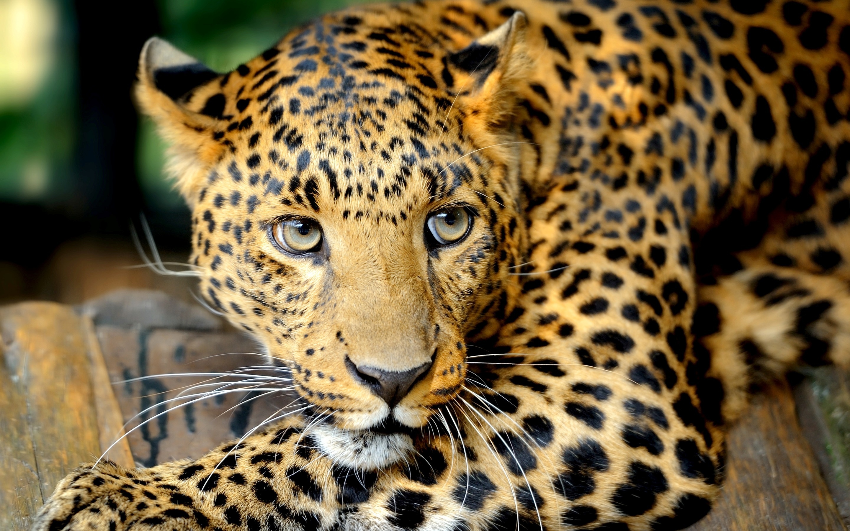 275620 baixar imagens animais, leopardo, gatos - papéis de parede e protetores de tela gratuitamente