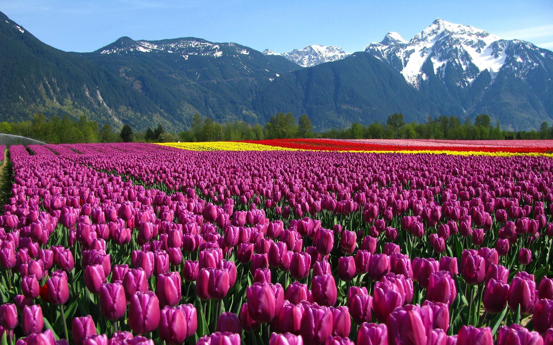Baixar papel de parede para celular de Tulipa, Flores, Campo, Flor, Montanha, Terra/natureza gratuito.