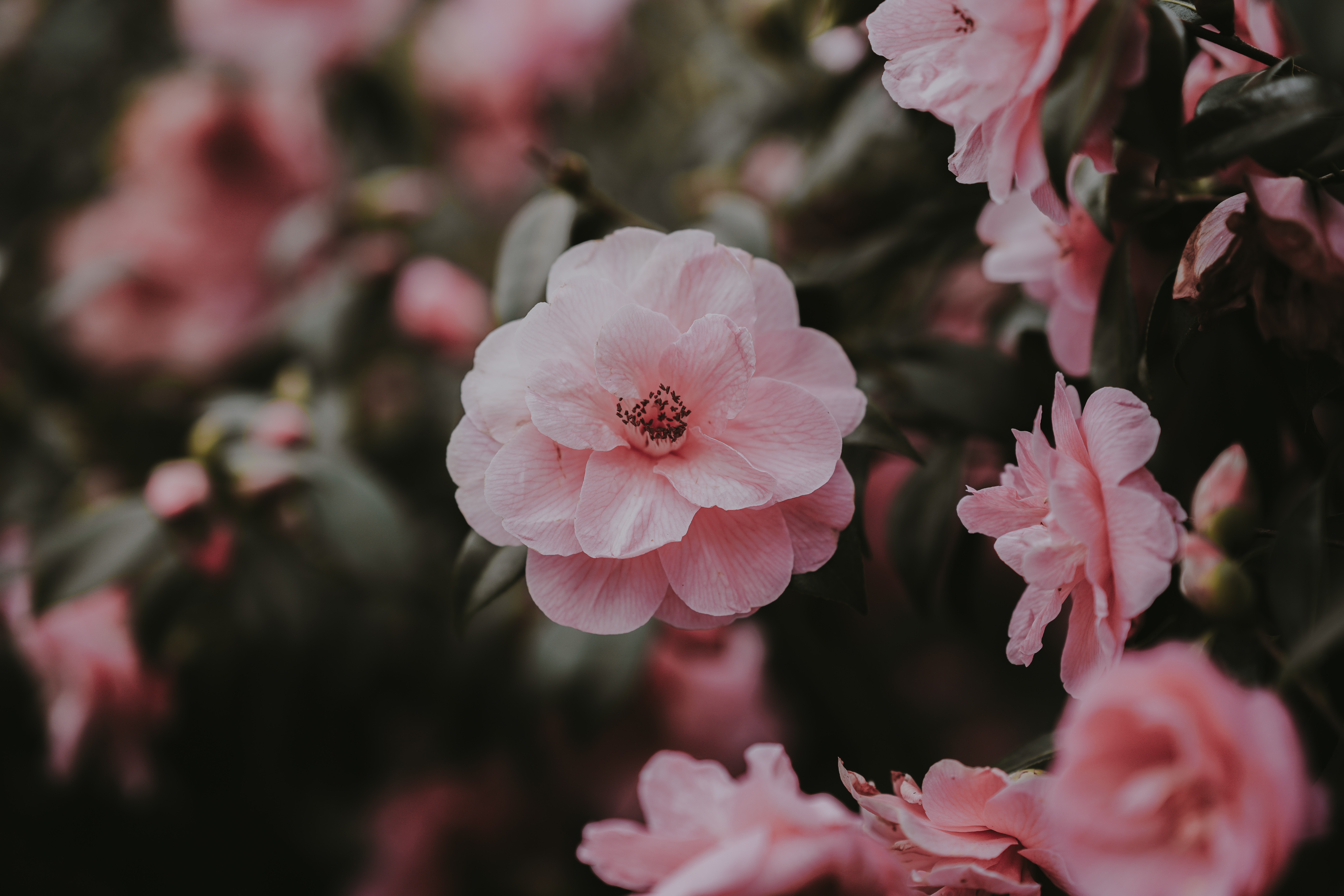 74881 Hintergrundbild herunterladen blumen, rosa, bush, blütenblätter, busch, wilde rose - Bildschirmschoner und Bilder kostenlos