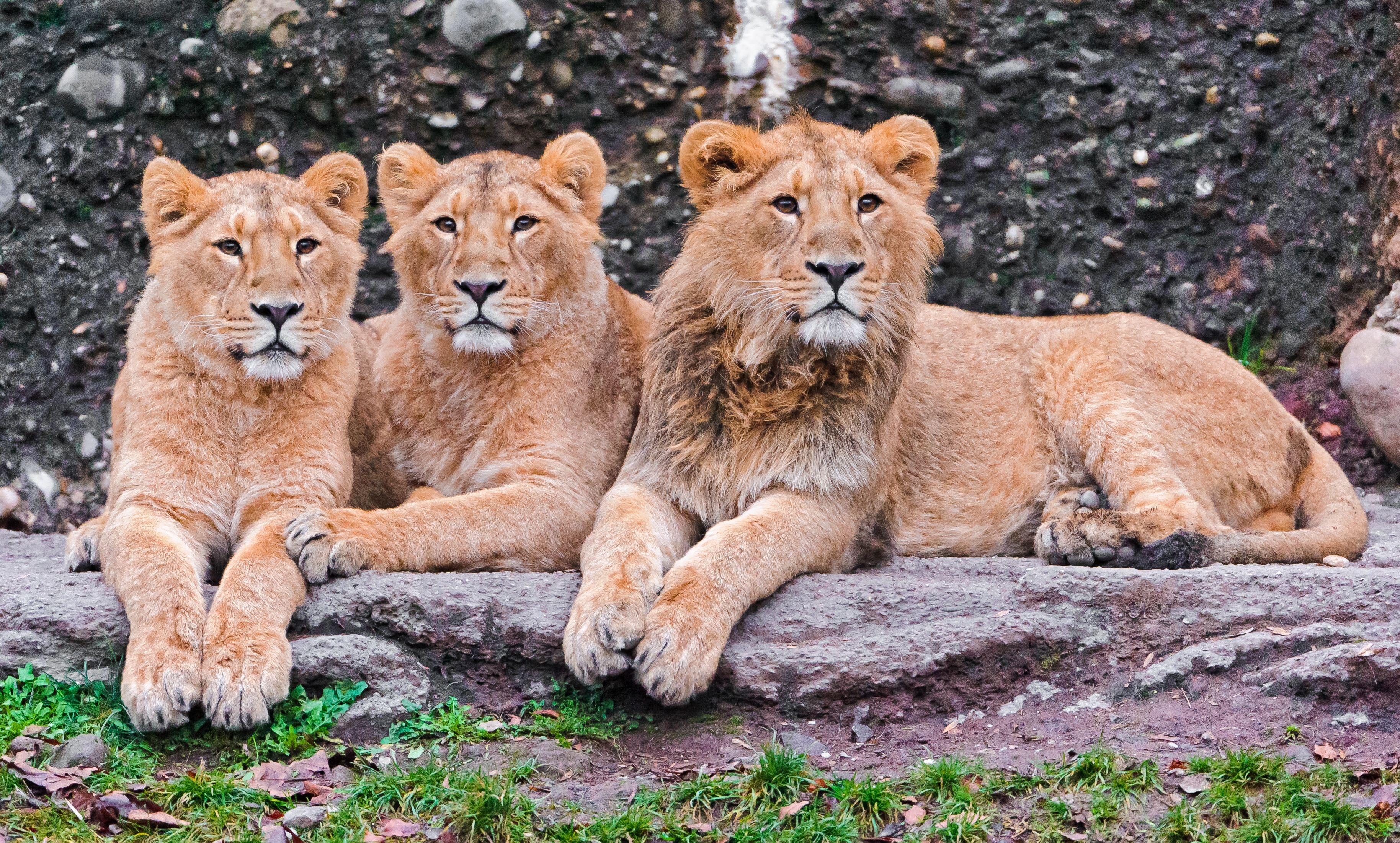 animals, lions, predators, sit, three