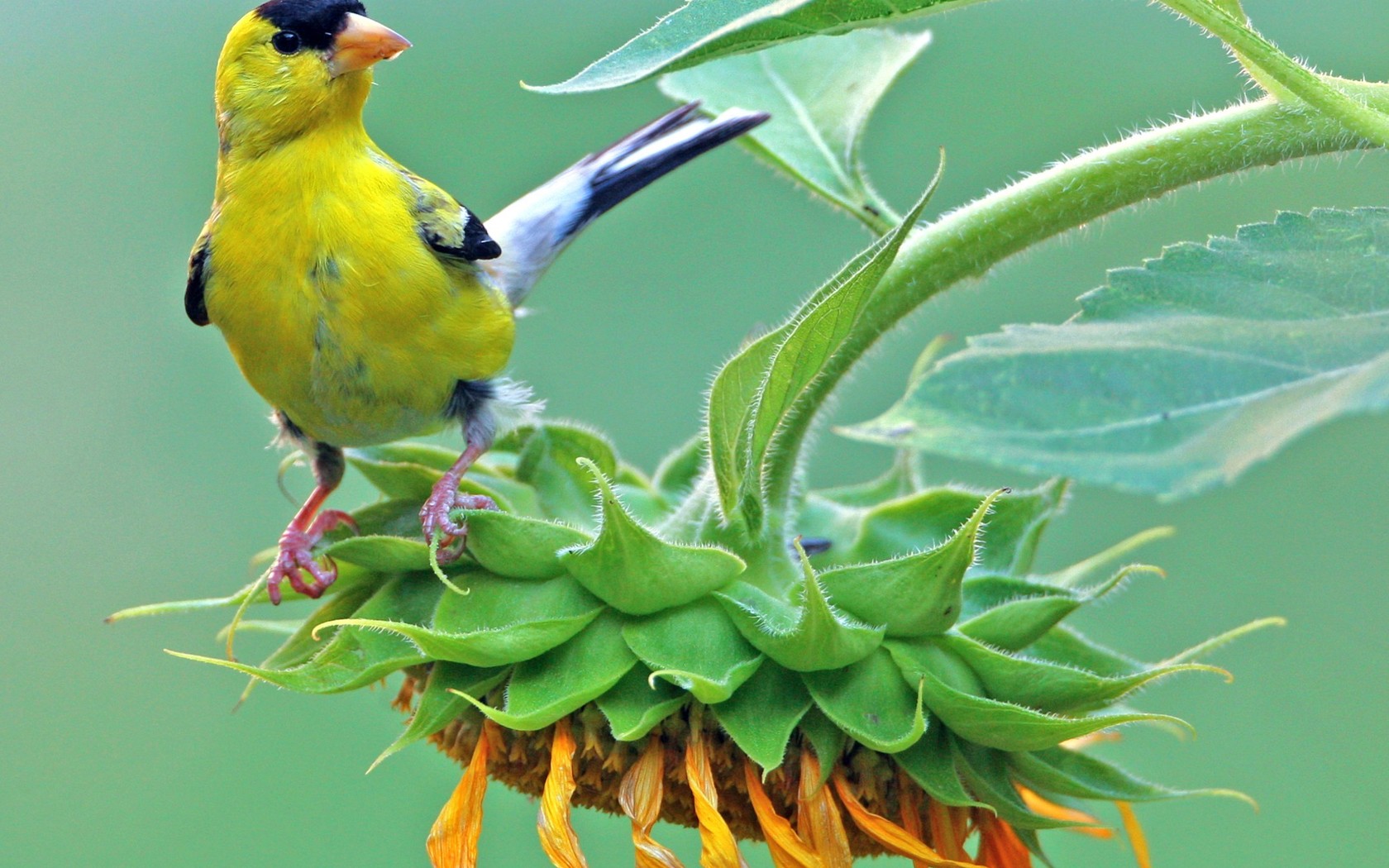 Laden Sie das Vogel, Vögel, Tiere-Bild kostenlos auf Ihren PC-Desktop herunter