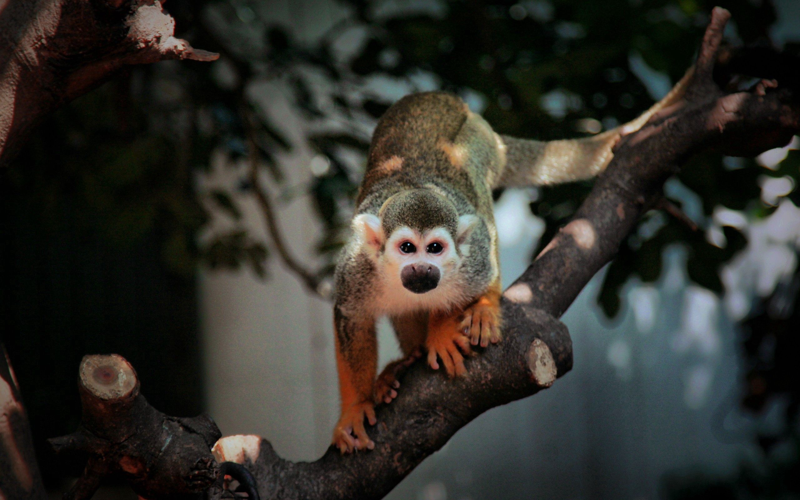 Free download wallpaper Animals, Sit, Small, Branch, Monkey on your PC desktop