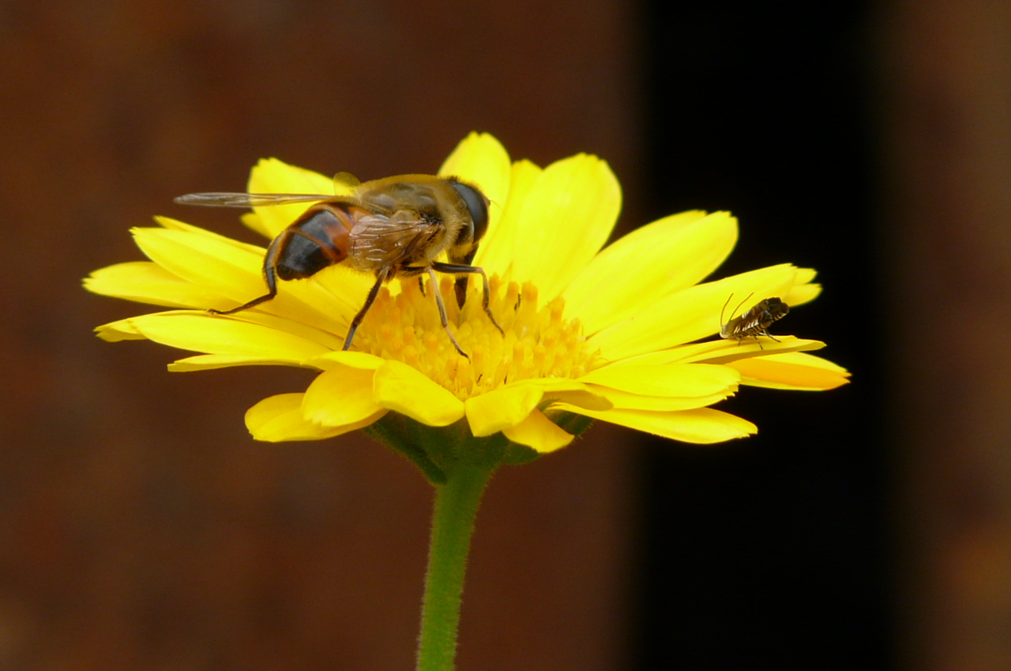20451 скачать картинку цветы, растения, насекомые, пчелы - обои и заставки бесплатно
