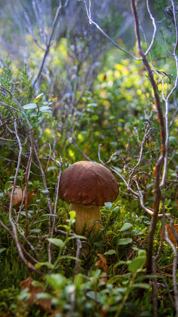 earth, mushroom, thicket