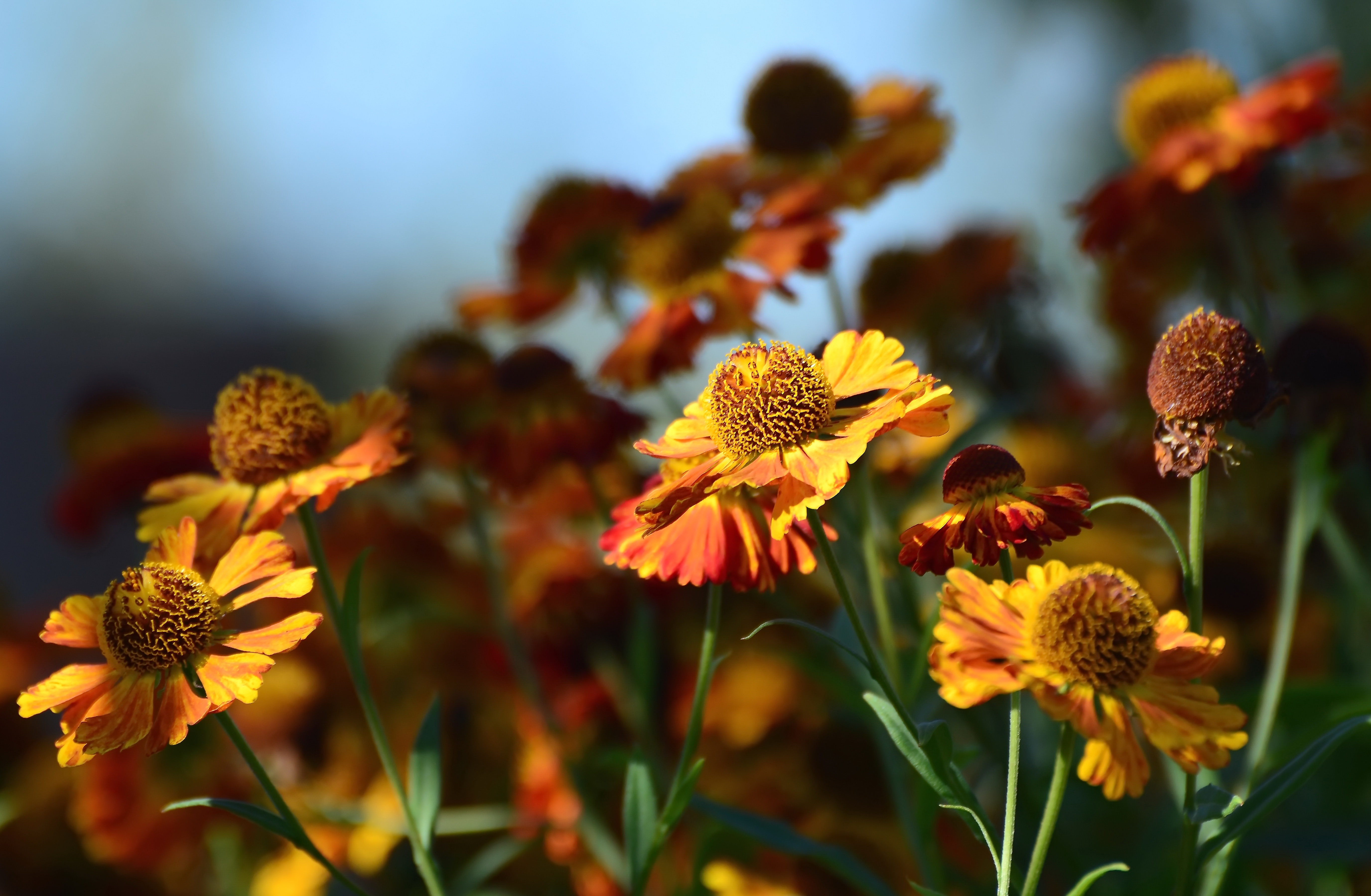 Descarga gratis la imagen Naturaleza, Flores, Flor, Tierra/naturaleza en el escritorio de tu PC