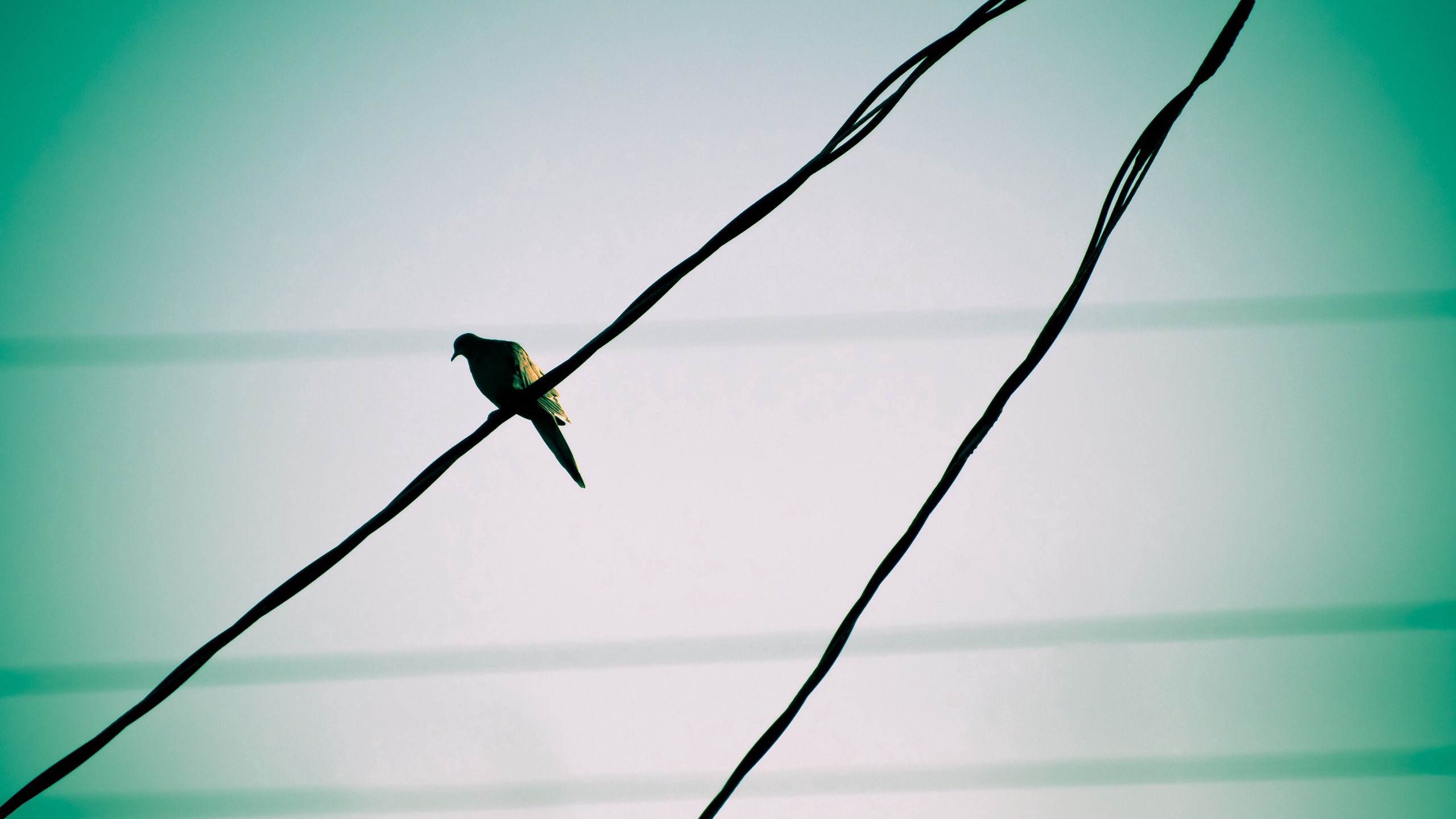 wires, animals, sky, bird, wire, expectation, waiting