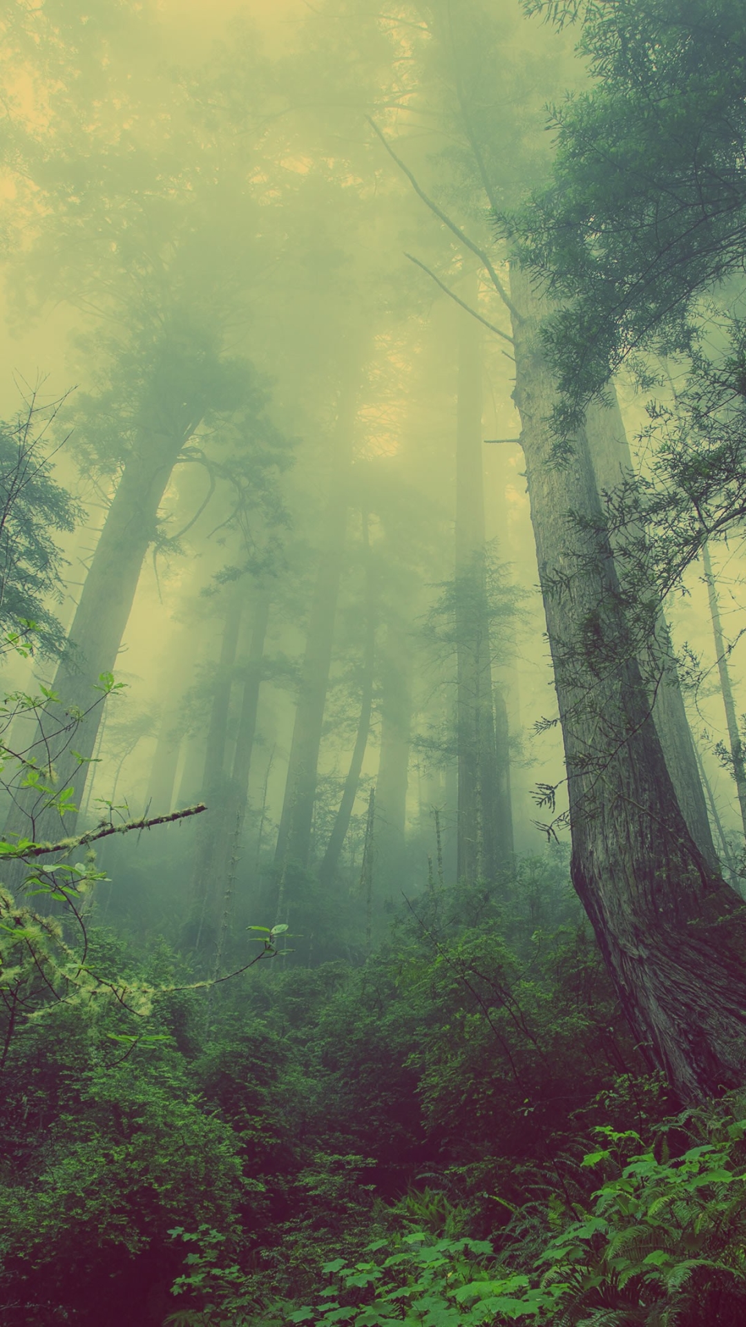 Download mobile wallpaper Nature, Forest, Fog, Earth, Canopy for free.