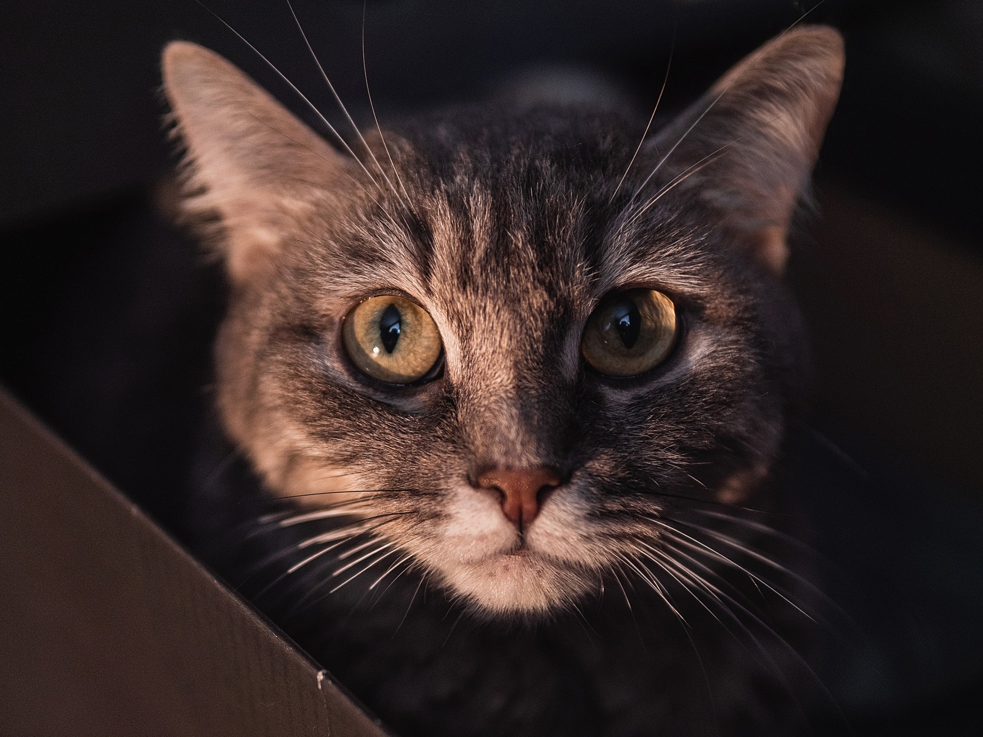 Descarga gratis la imagen Animales, Gatos, Gato, Mirar Fijamente en el escritorio de tu PC
