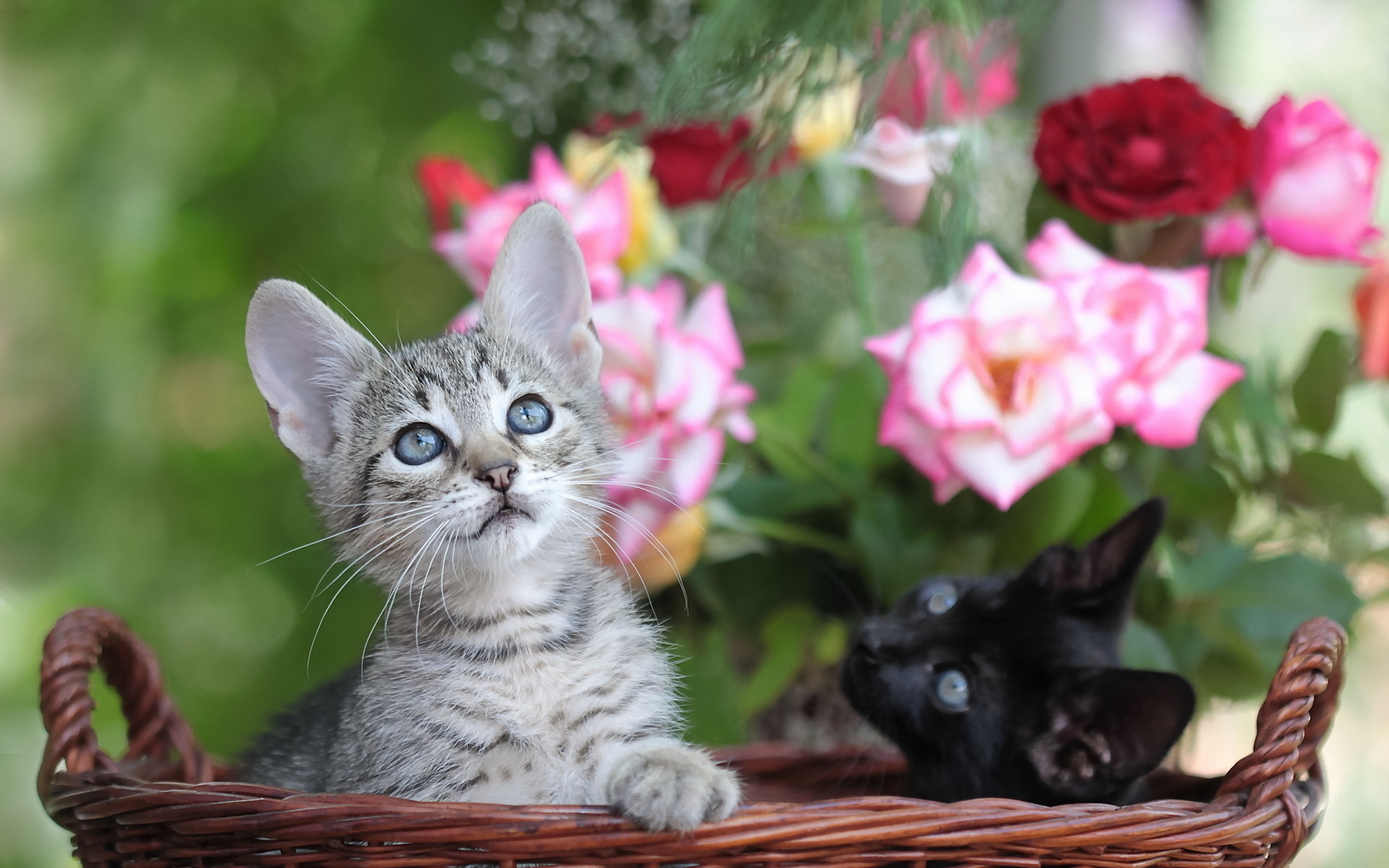 Baixe gratuitamente a imagem Gato, Gatos, Animais na área de trabalho do seu PC