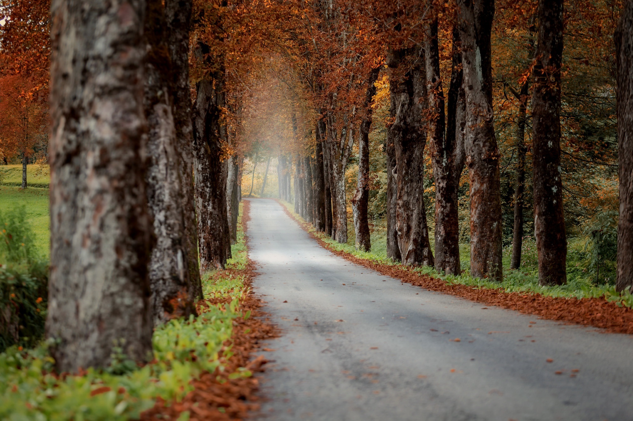 Baixe gratuitamente a imagem Outono, Estrada, Árvore, Feito Pelo Homem, Arborizado na área de trabalho do seu PC