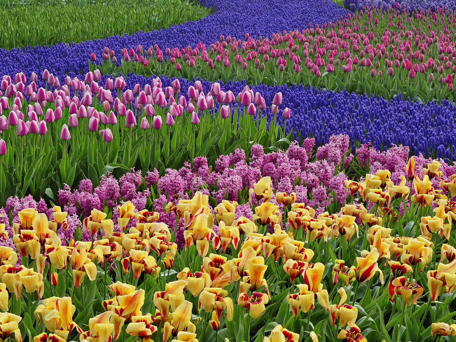 Скачать обои бесплатно Цветок, Цвета, Весна, Тюльпан, Земля/природа картинка на рабочий стол ПК