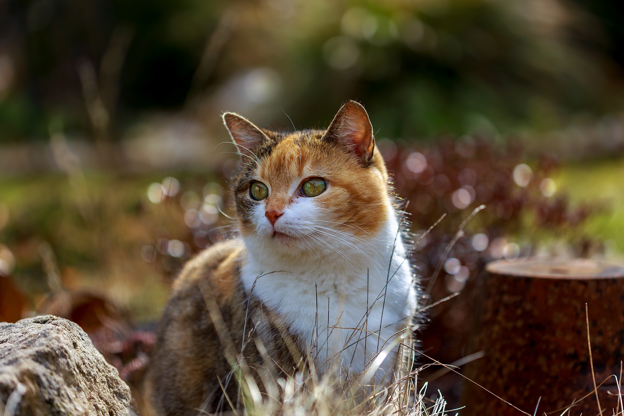 Handy-Wallpaper Tiere, Katzen, Katze, Bokeh, Tiefenschärfe kostenlos herunterladen.