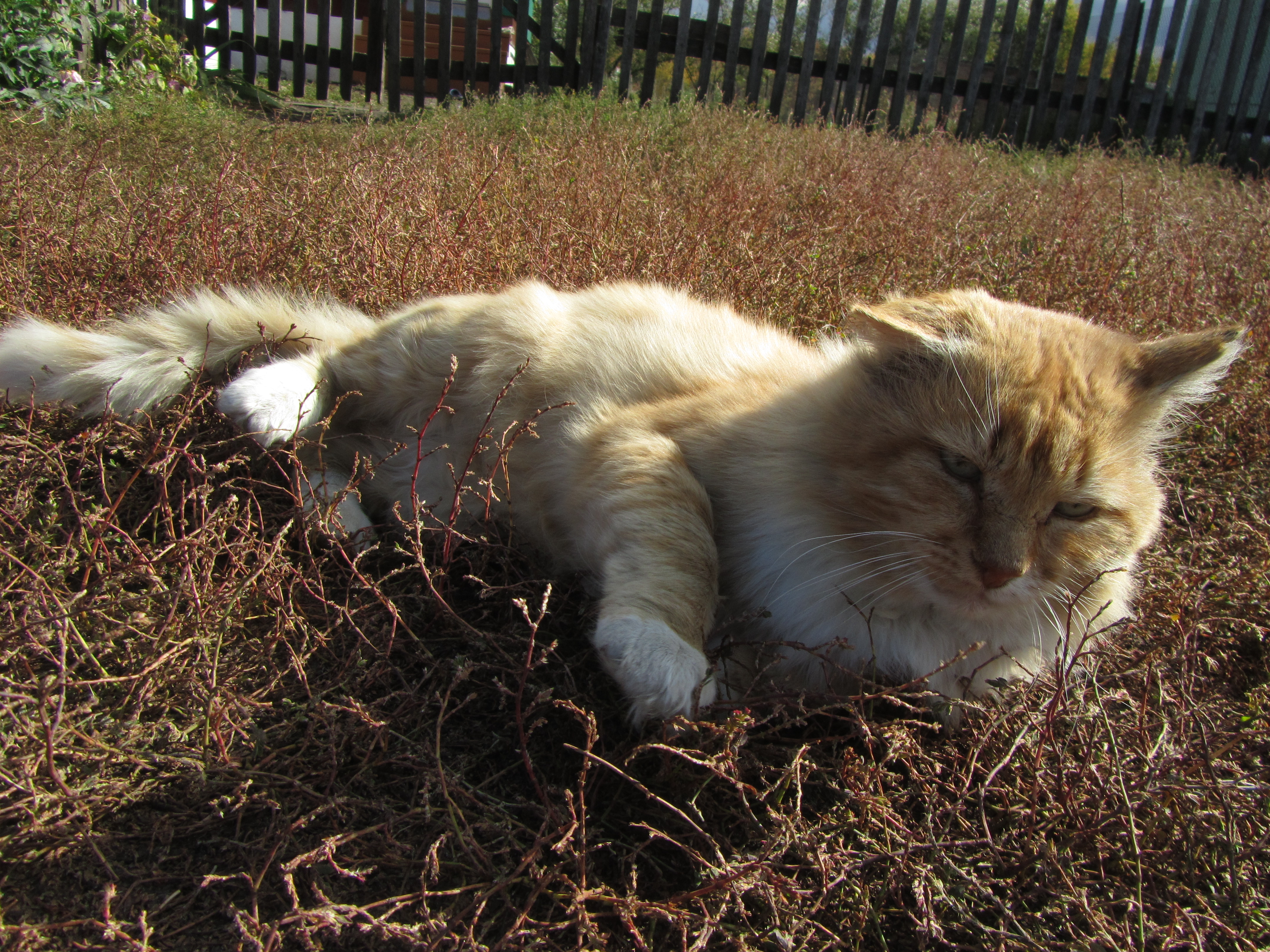 Baixe gratuitamente a imagem Animais, Gatos, Gato na área de trabalho do seu PC