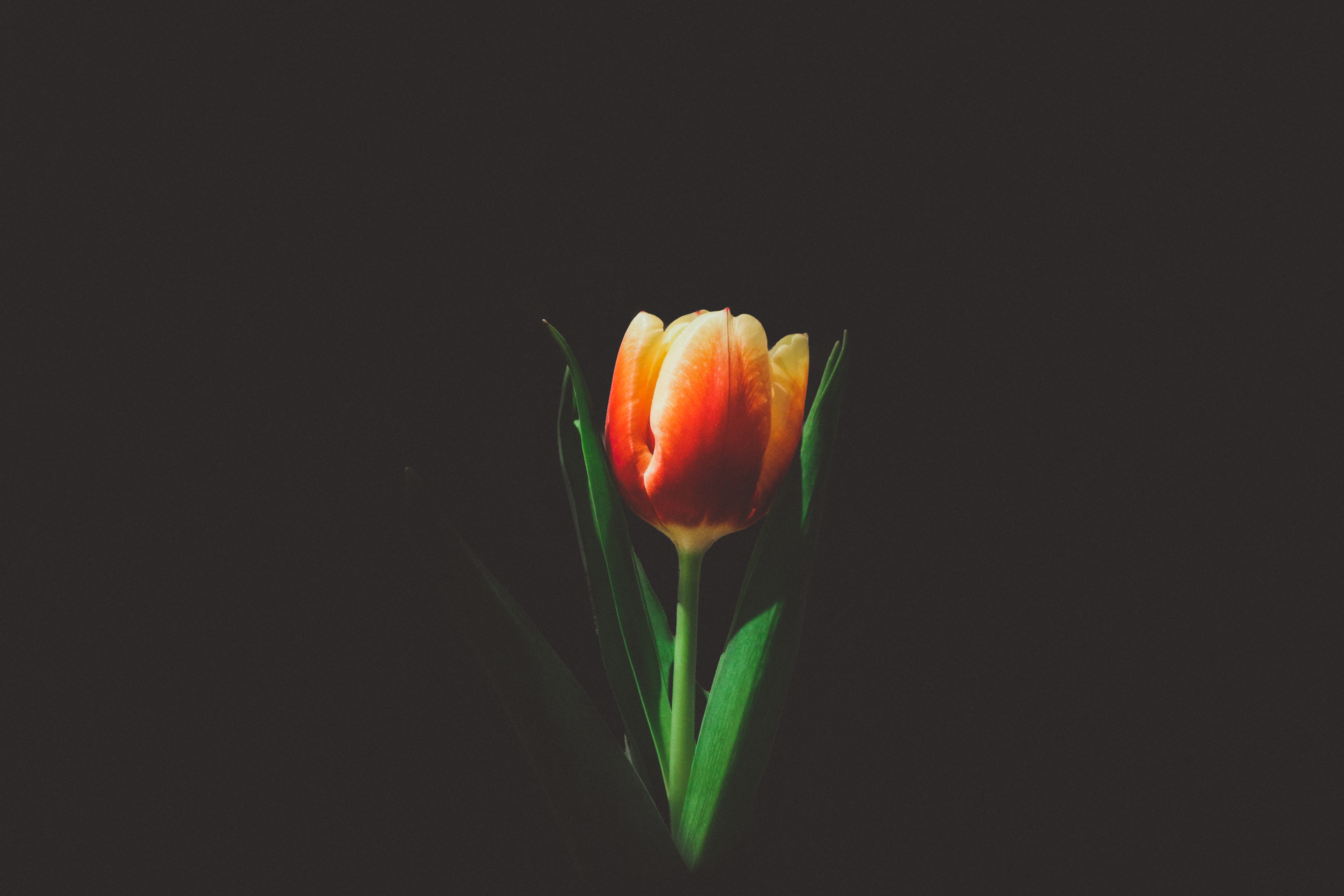 131225 descargar fondo de pantalla tulipán, minimalismo, flor, brote, yema: protectores de pantalla e imágenes gratis