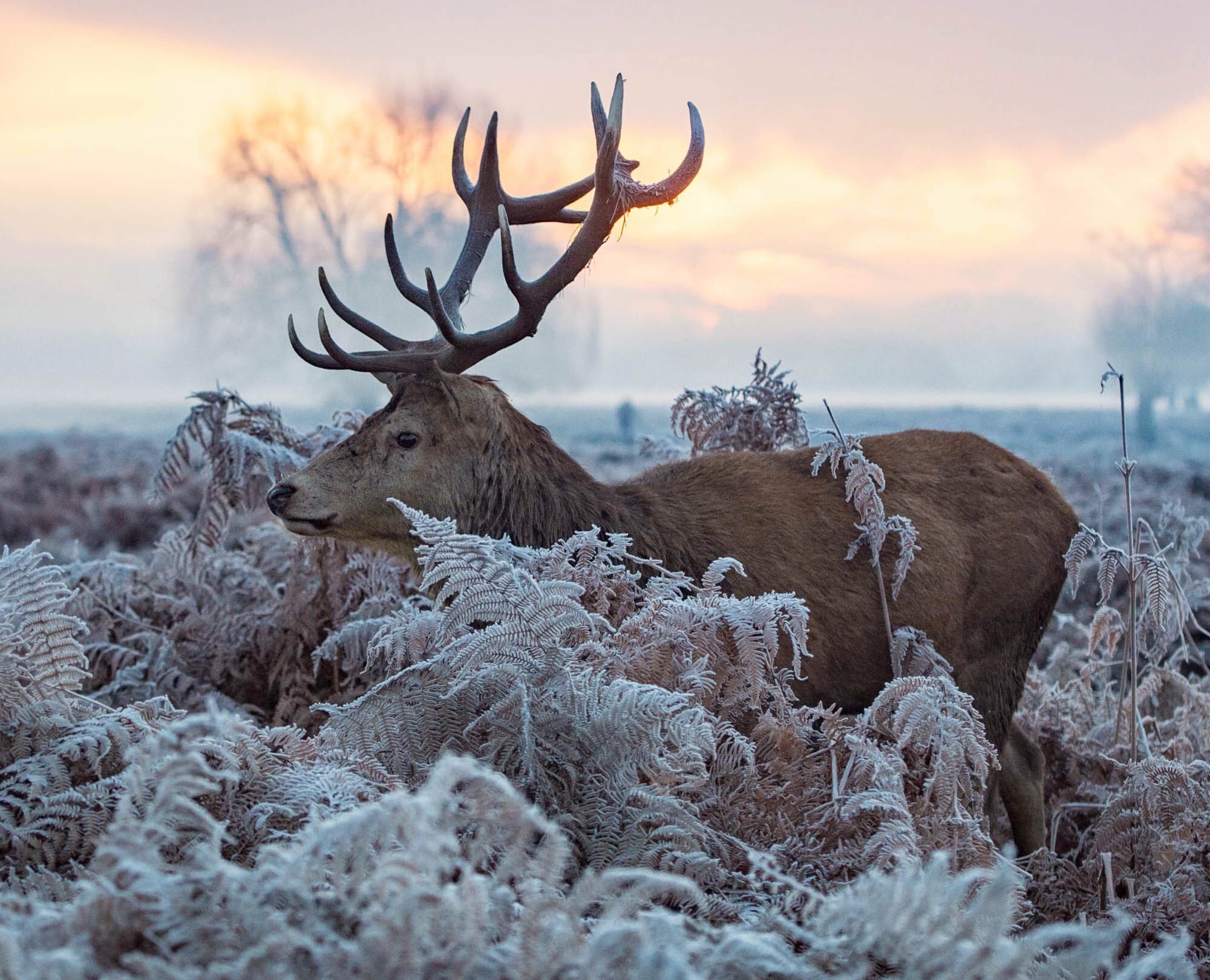 Laden Sie das Tiere, Winter, Farne, Hirsch-Bild kostenlos auf Ihren PC-Desktop herunter