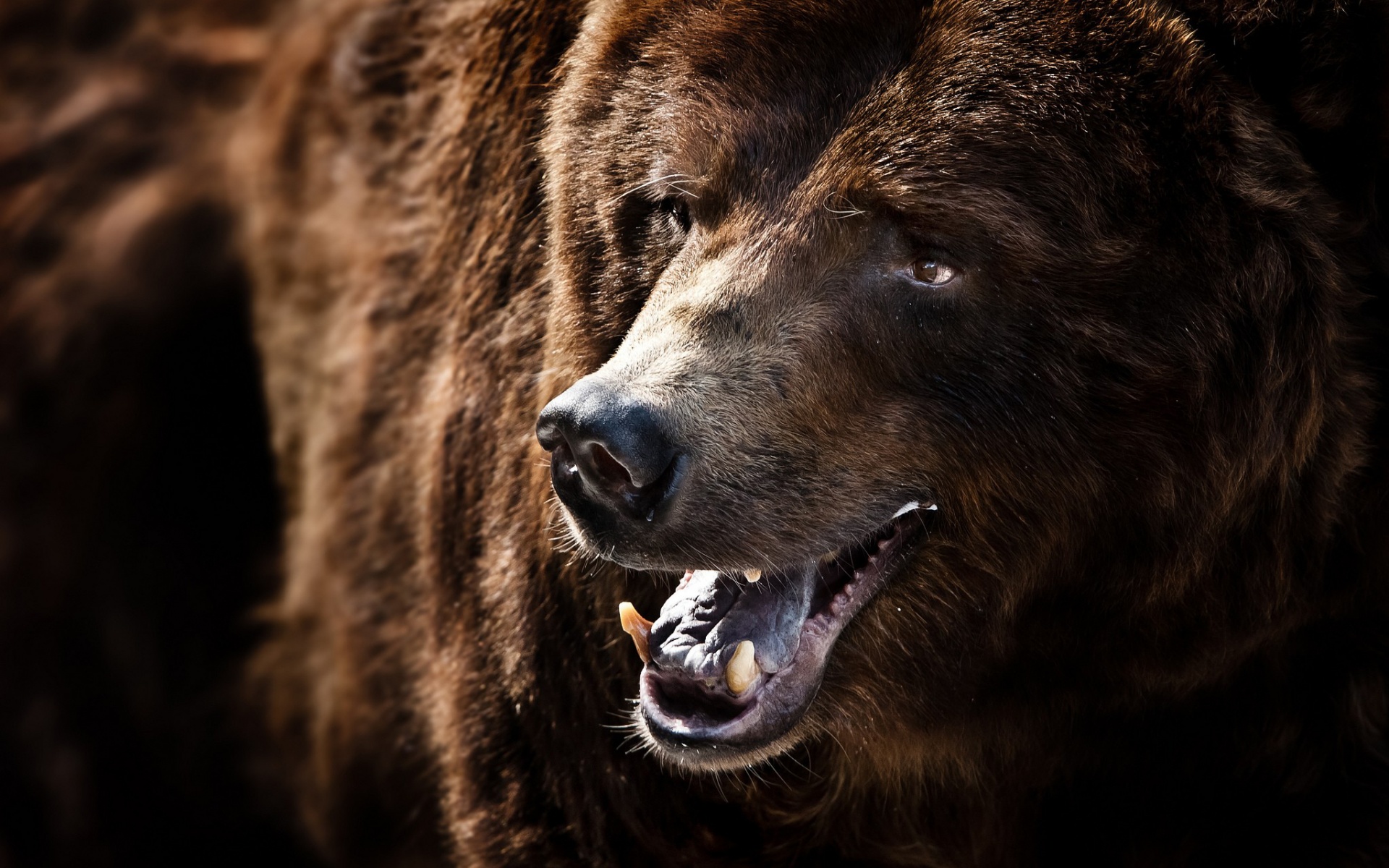 Download mobile wallpaper Bear, Animal for free.