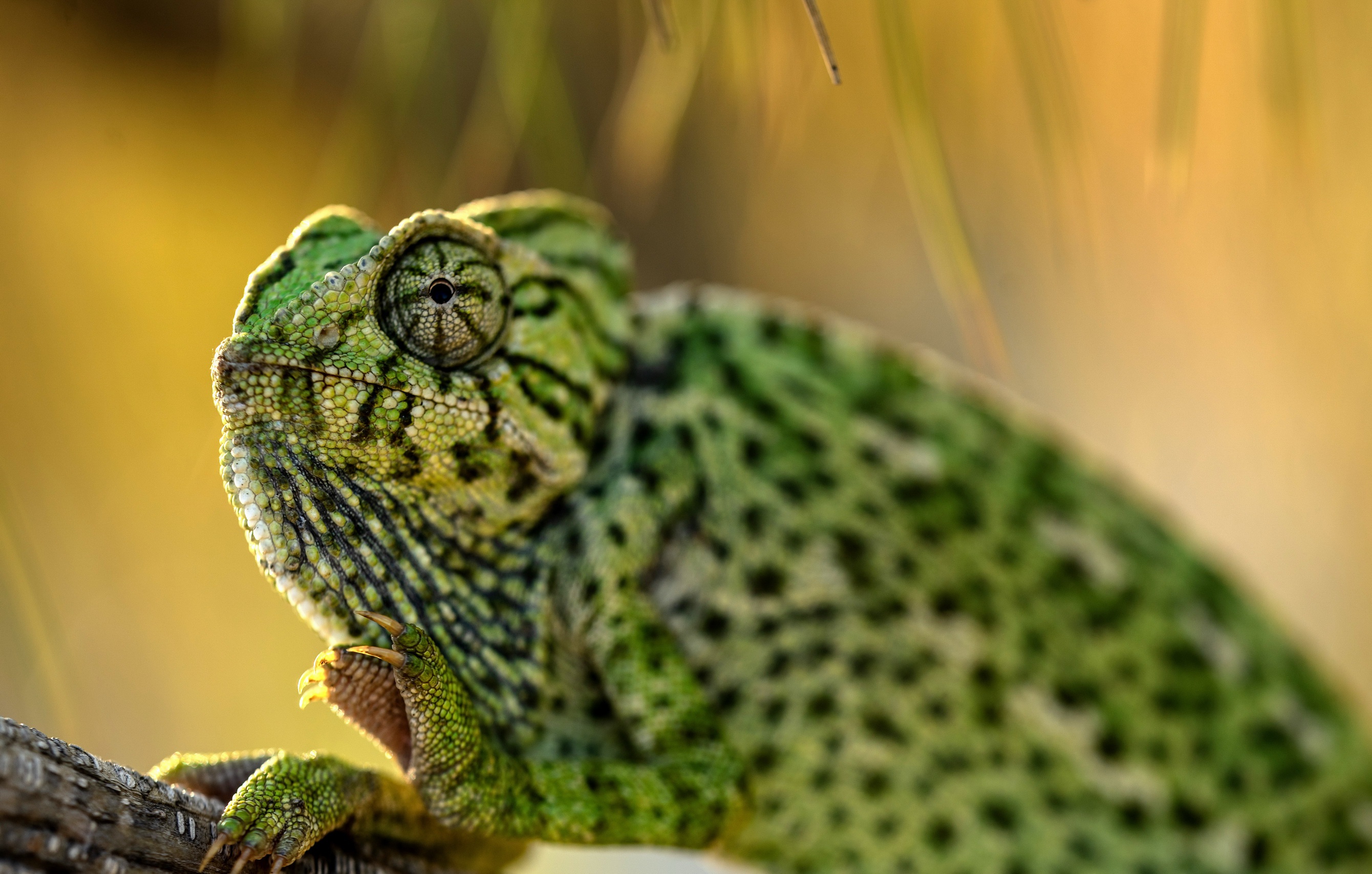 PCデスクトップに動物, カメレオン, トカゲ, 爬虫類画像を無料でダウンロード