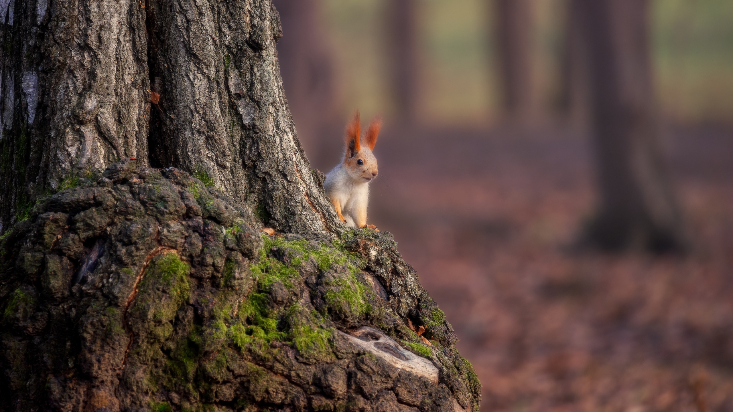 Baixar papel de parede para celular de Animais, Esquilo, Roedor, Profundidade De Campo gratuito.