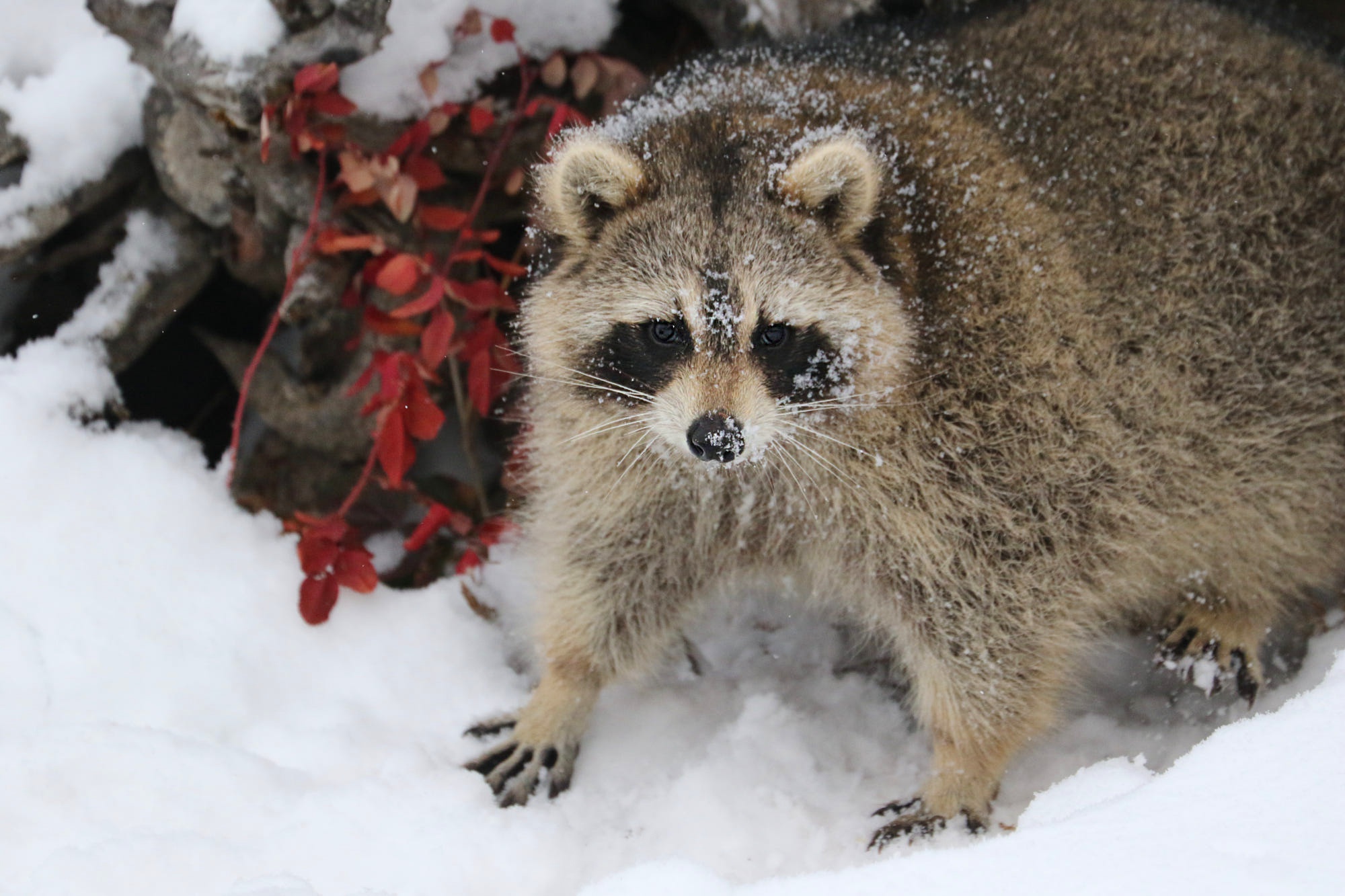 Download mobile wallpaper Snow, Animal, Raccoon for free.