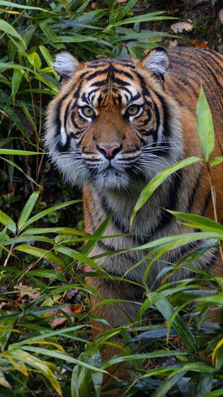 Handy-Wallpaper Tiere, Katzen, Tiger, Starren kostenlos herunterladen.