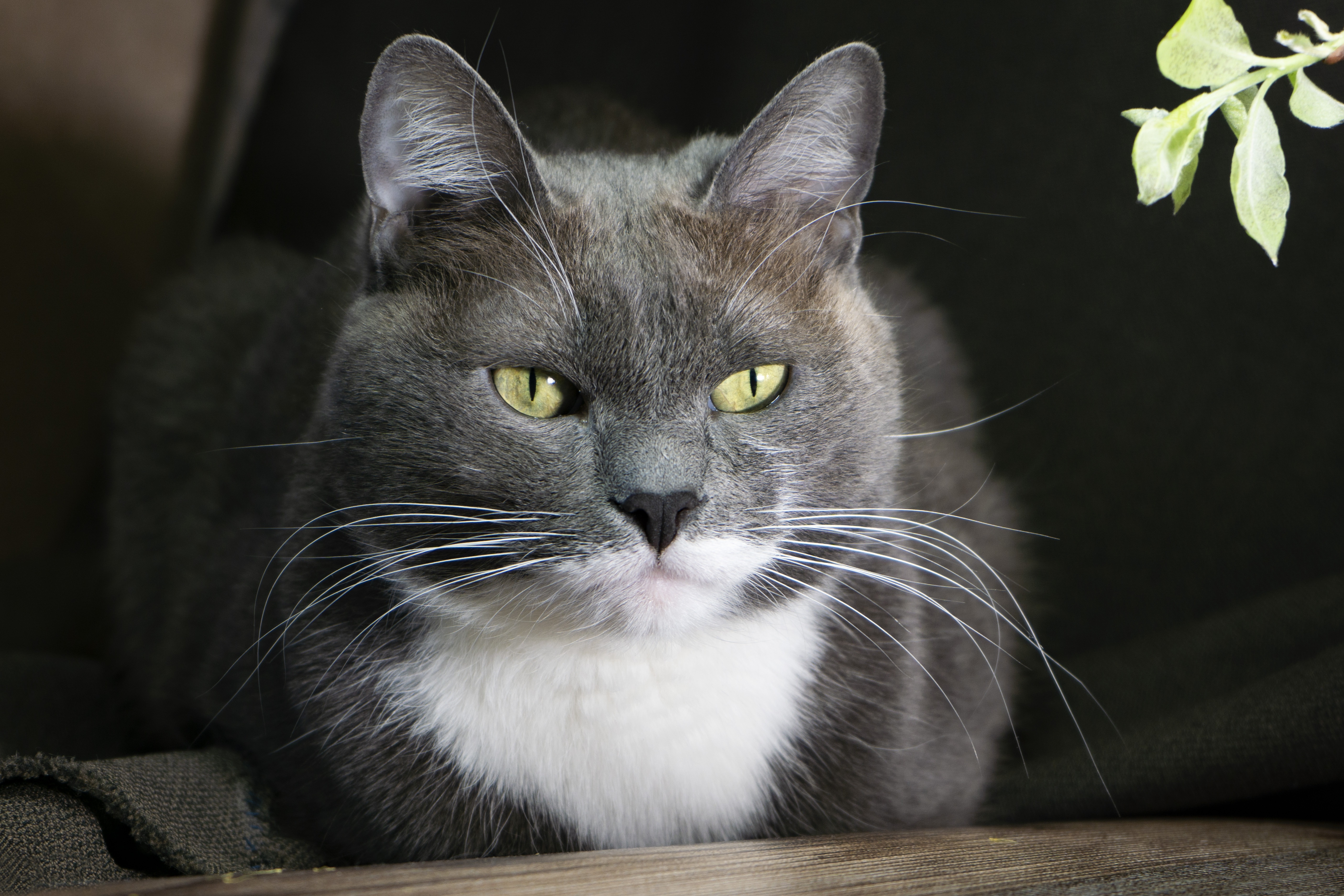 Baixe gratuitamente a imagem Animais, Gatos, Gato na área de trabalho do seu PC