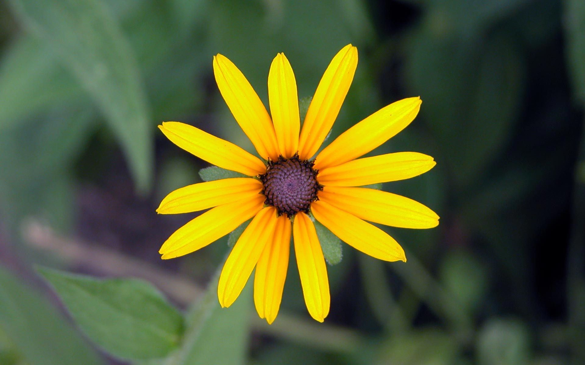 Descarga gratis la imagen Flores, Flor, Tierra/naturaleza en el escritorio de tu PC