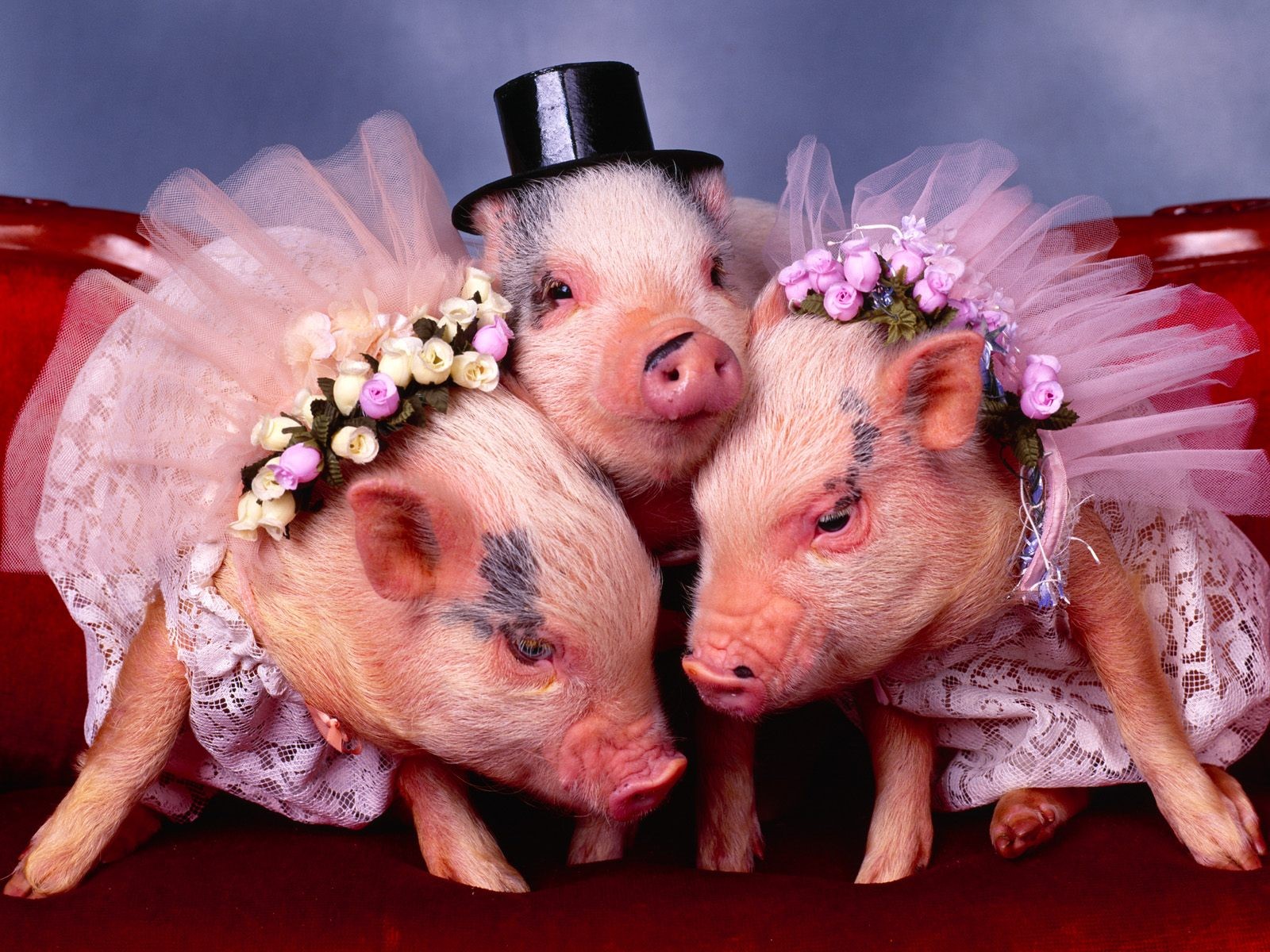 759749 скачать обои свинья, животные, костюм - заставки и картинки бесплатно