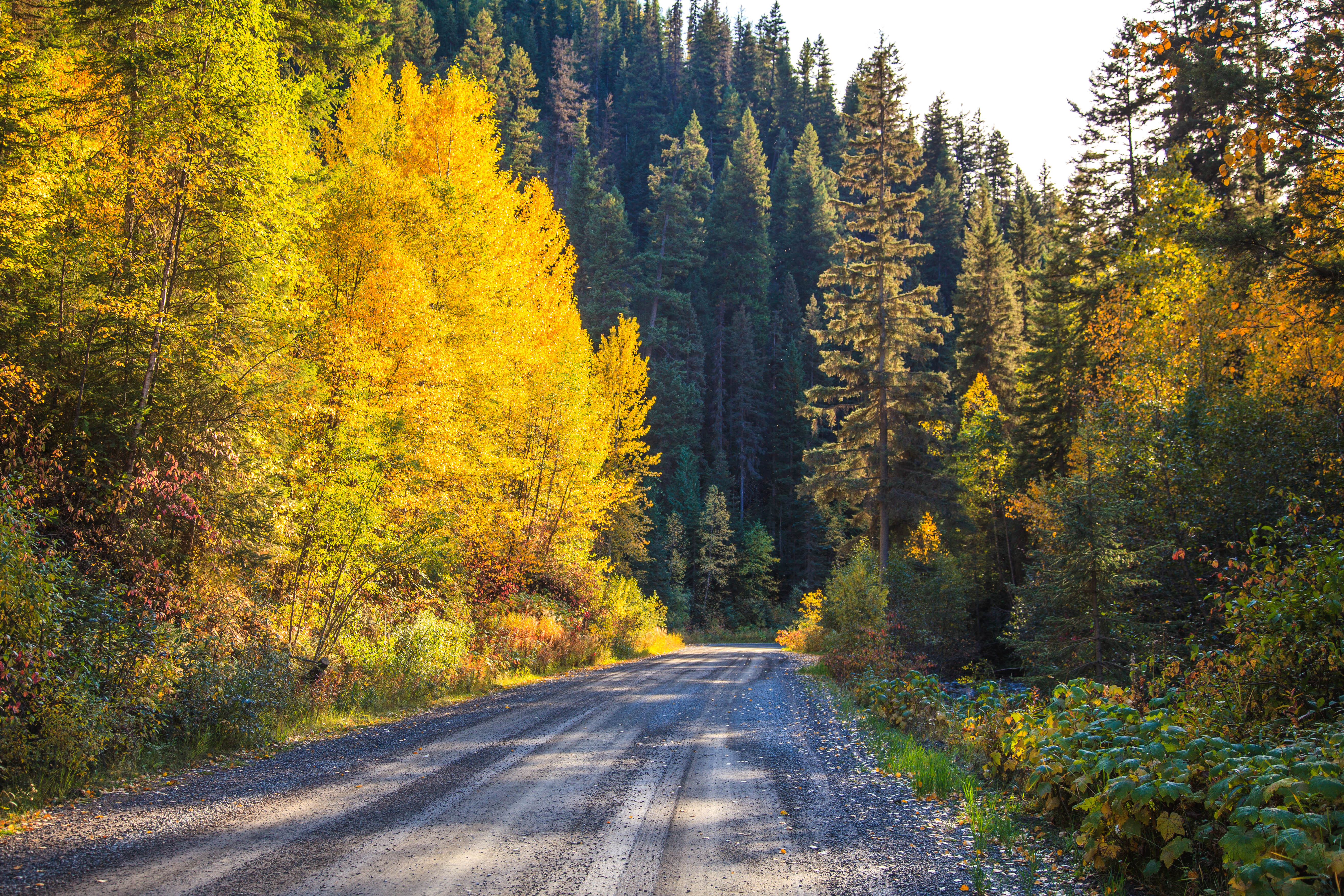 Download mobile wallpaper Forest, Nature, Trees, Road, Autumn for free.