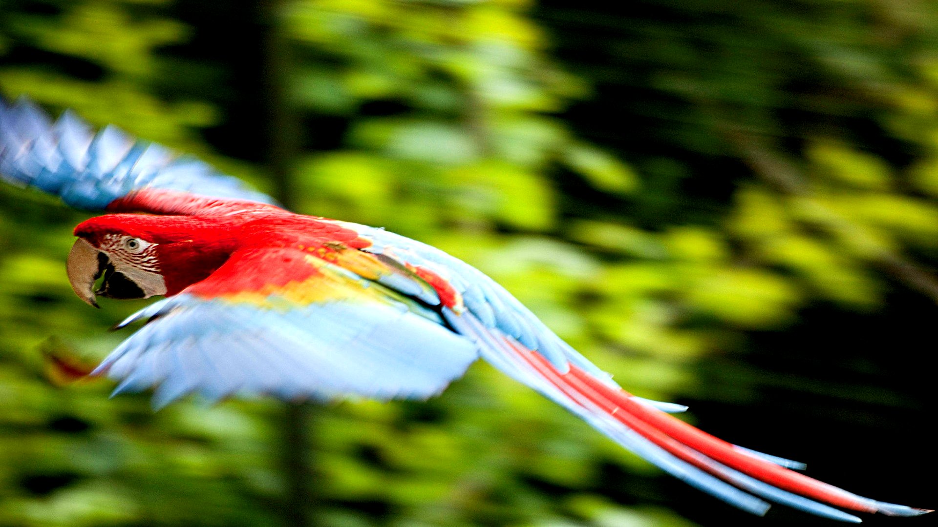 Download mobile wallpaper Animal, Red And Green Macaw for free.