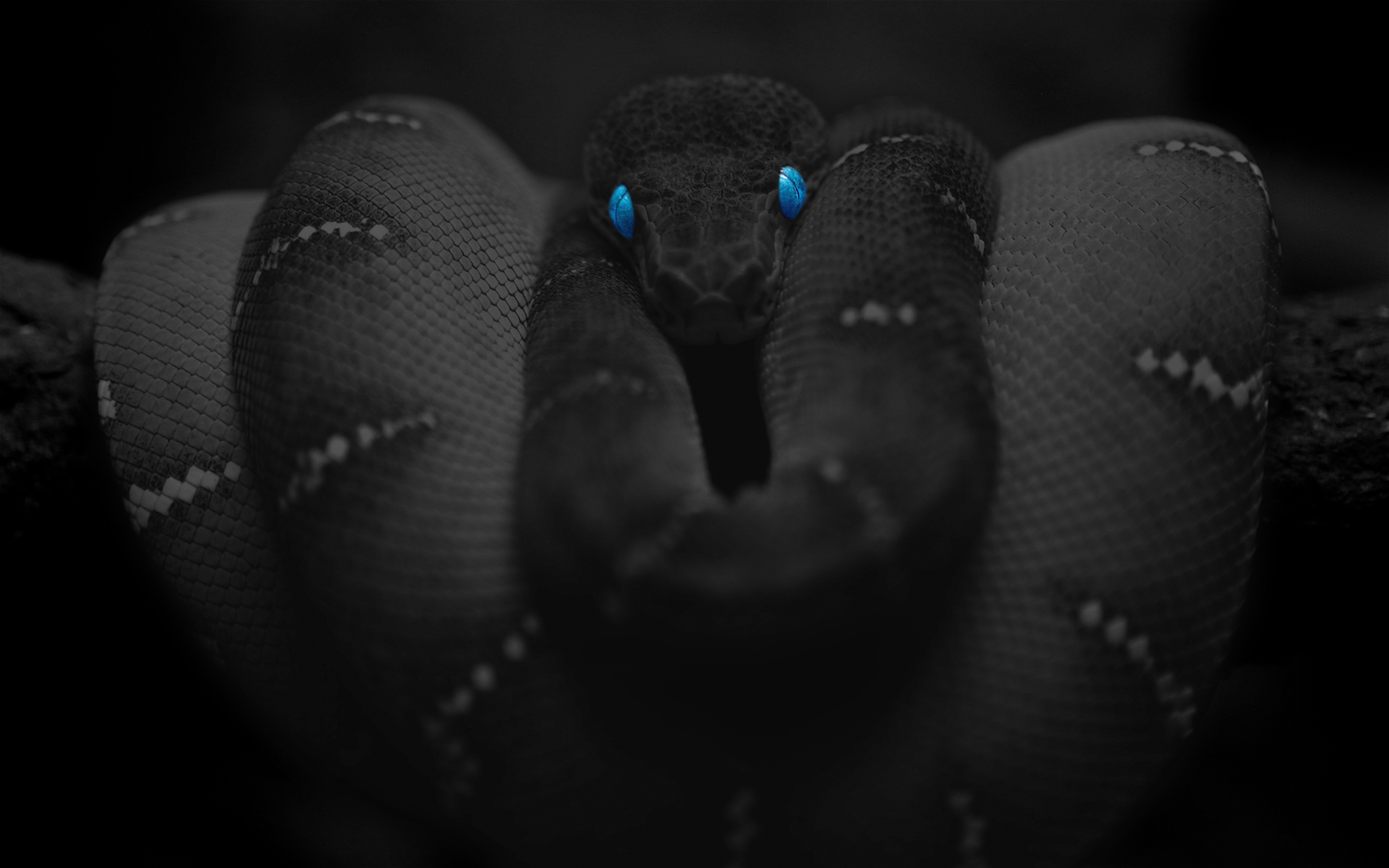 Download mobile wallpaper Snake, Reptiles, Animal for free.