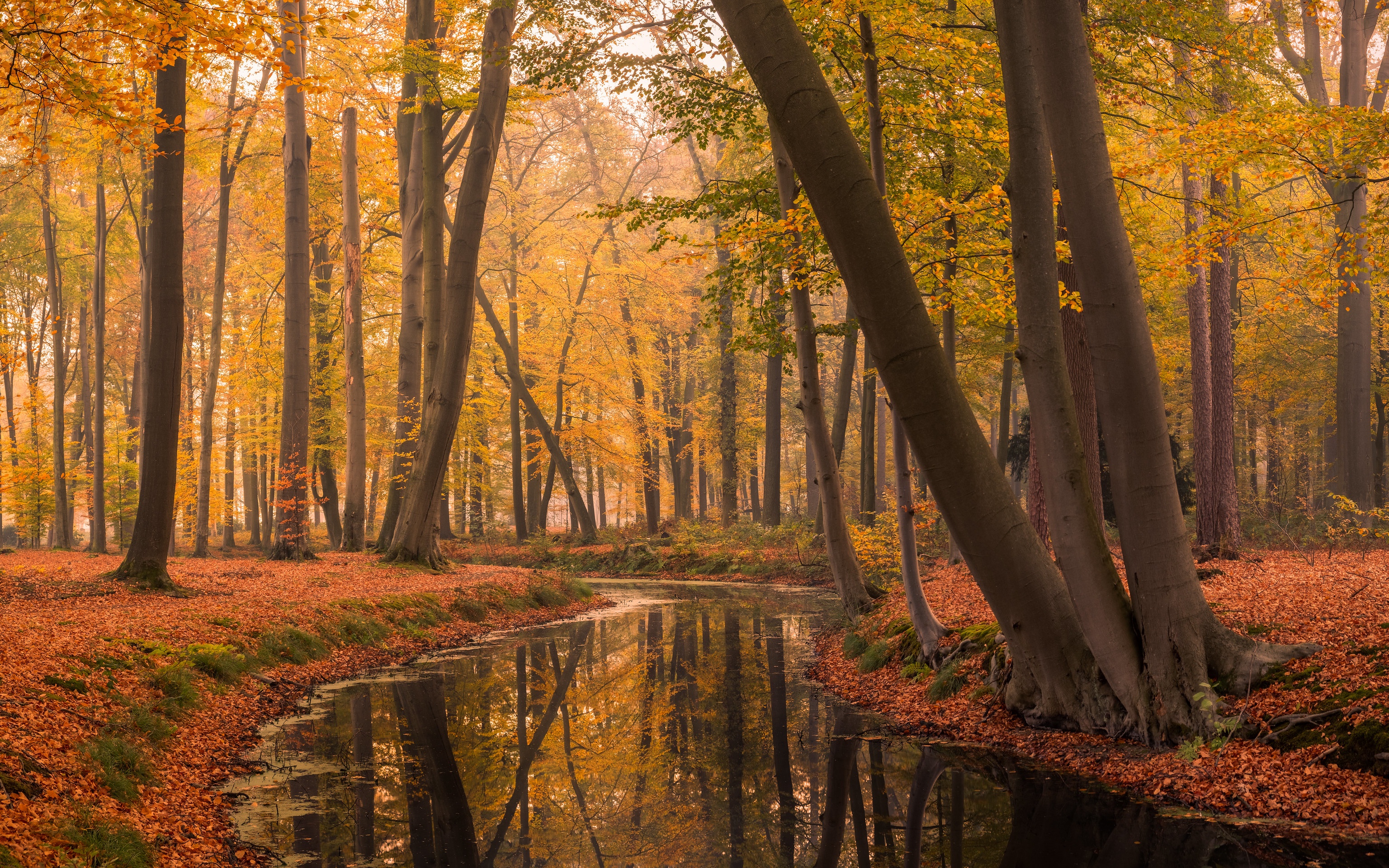 Скачать картинку Природа, Река, Осень, Нидерланды, Земля/природа в телефон бесплатно.