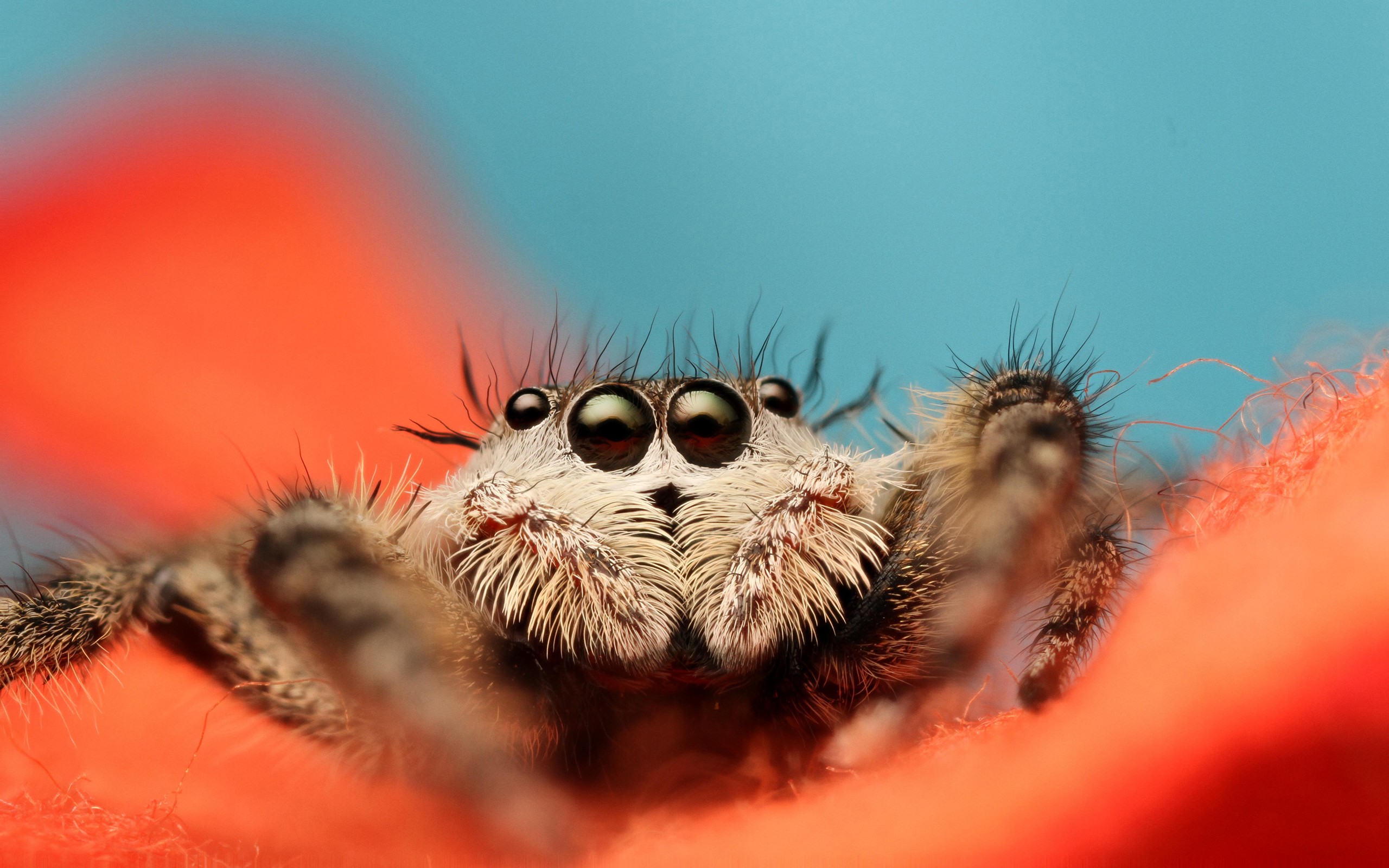 Free download wallpaper Jumping Spider, Spiders, Spider, Animal on your PC desktop