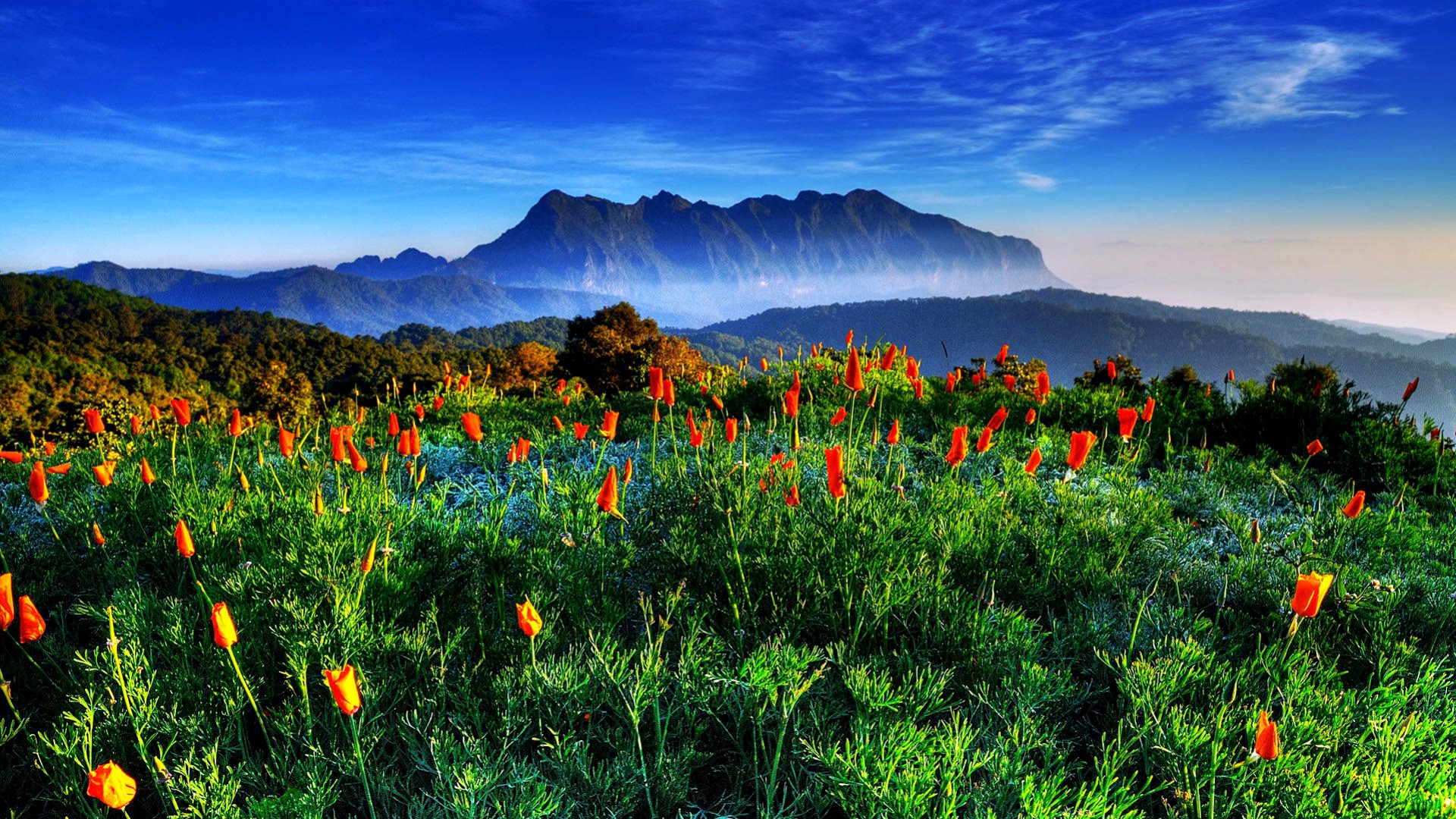 Téléchargez gratuitement l'image Fleurs, Fleur, Terre/nature sur le bureau de votre PC