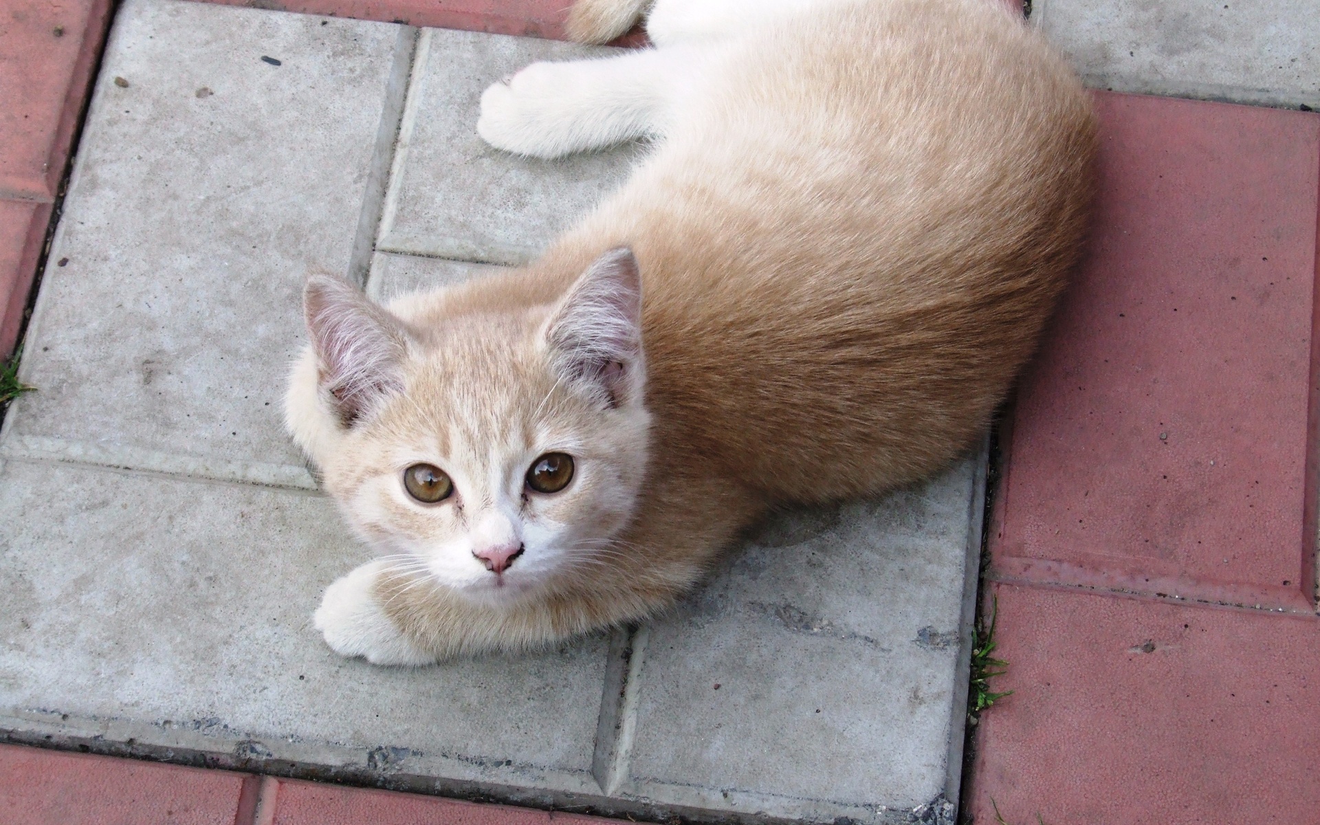 Baixar papel de parede para celular de Animais, Gatos, Gato gratuito.