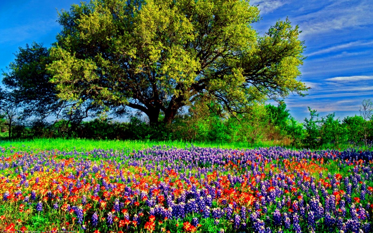 Free download wallpaper Flower, Earth on your PC desktop