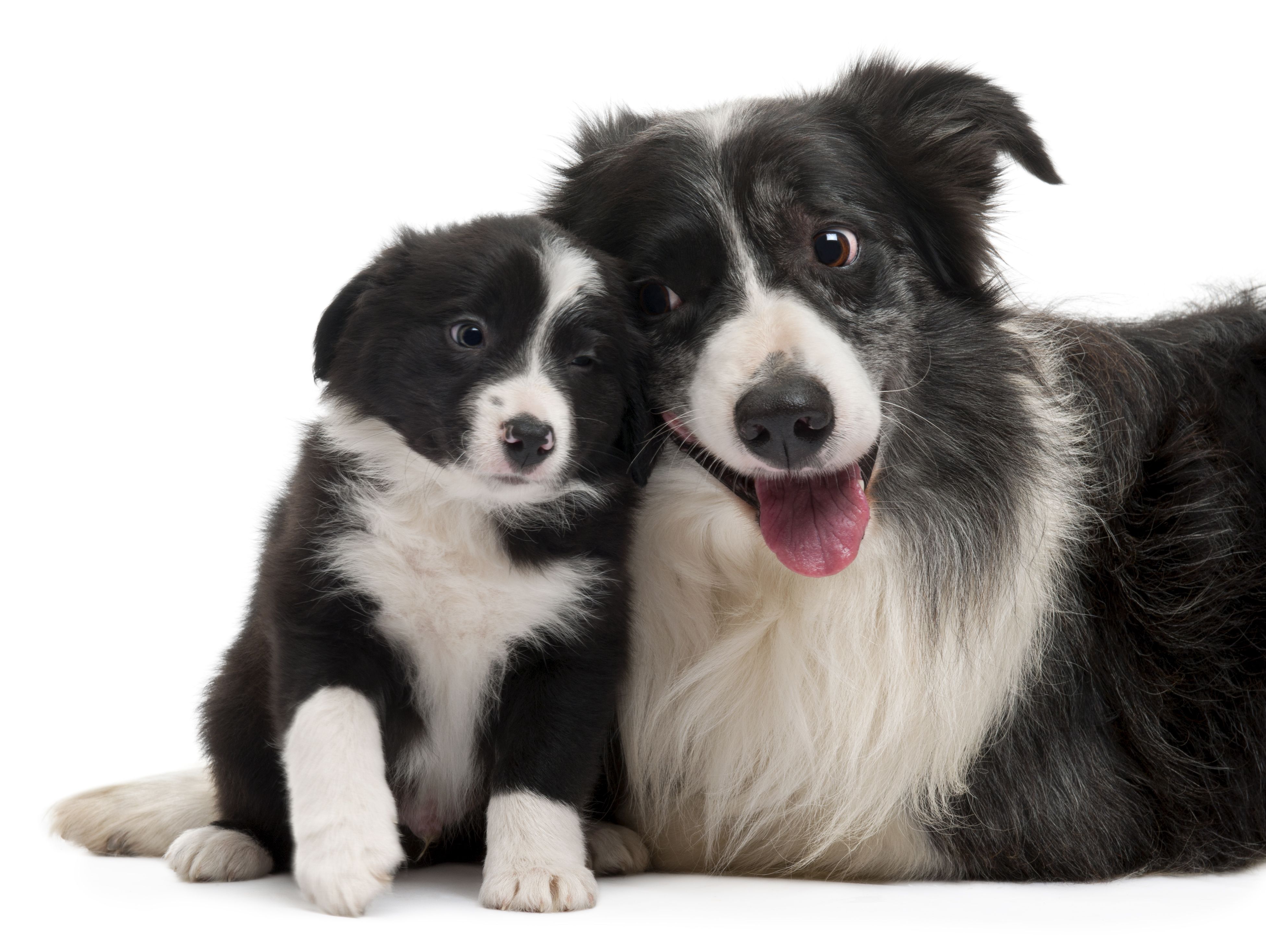 Baixar papel de parede para celular de Animais, Cães, Cão, Border Collie, Filhote gratuito.