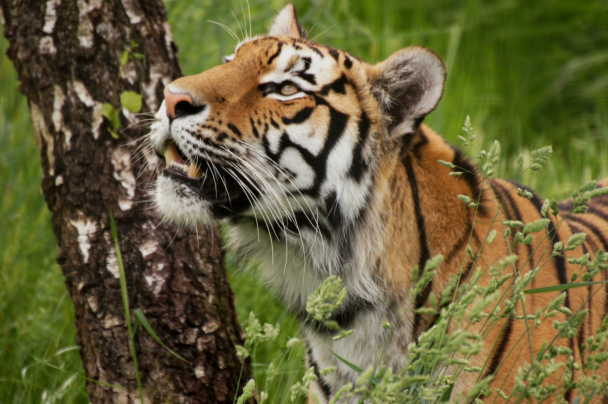 Download mobile wallpaper Cats, Tiger, Animal for free.