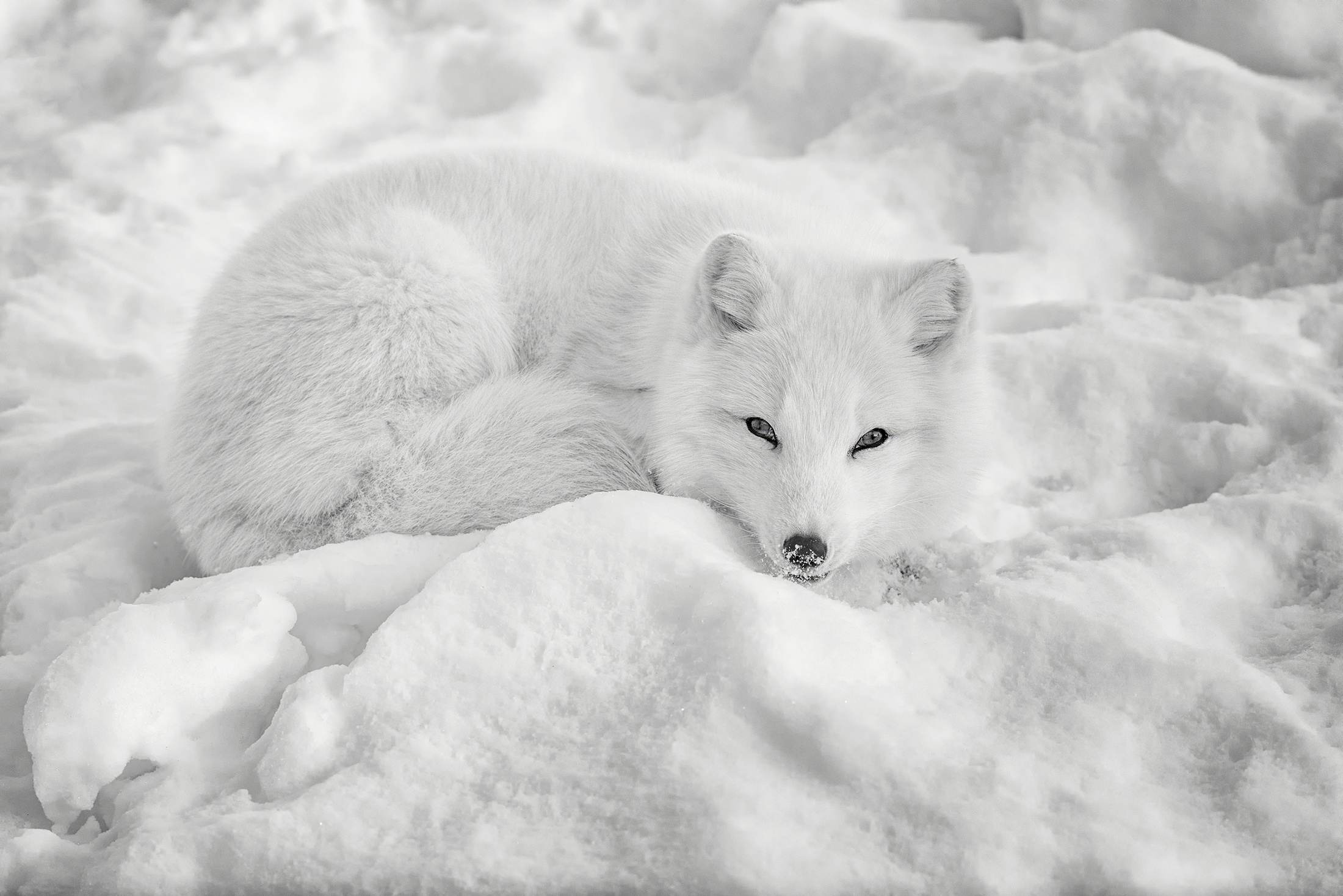 Laden Sie das Tiere, Winter, Hunde, Schnee, Fuchs, Polarfuchs-Bild kostenlos auf Ihren PC-Desktop herunter