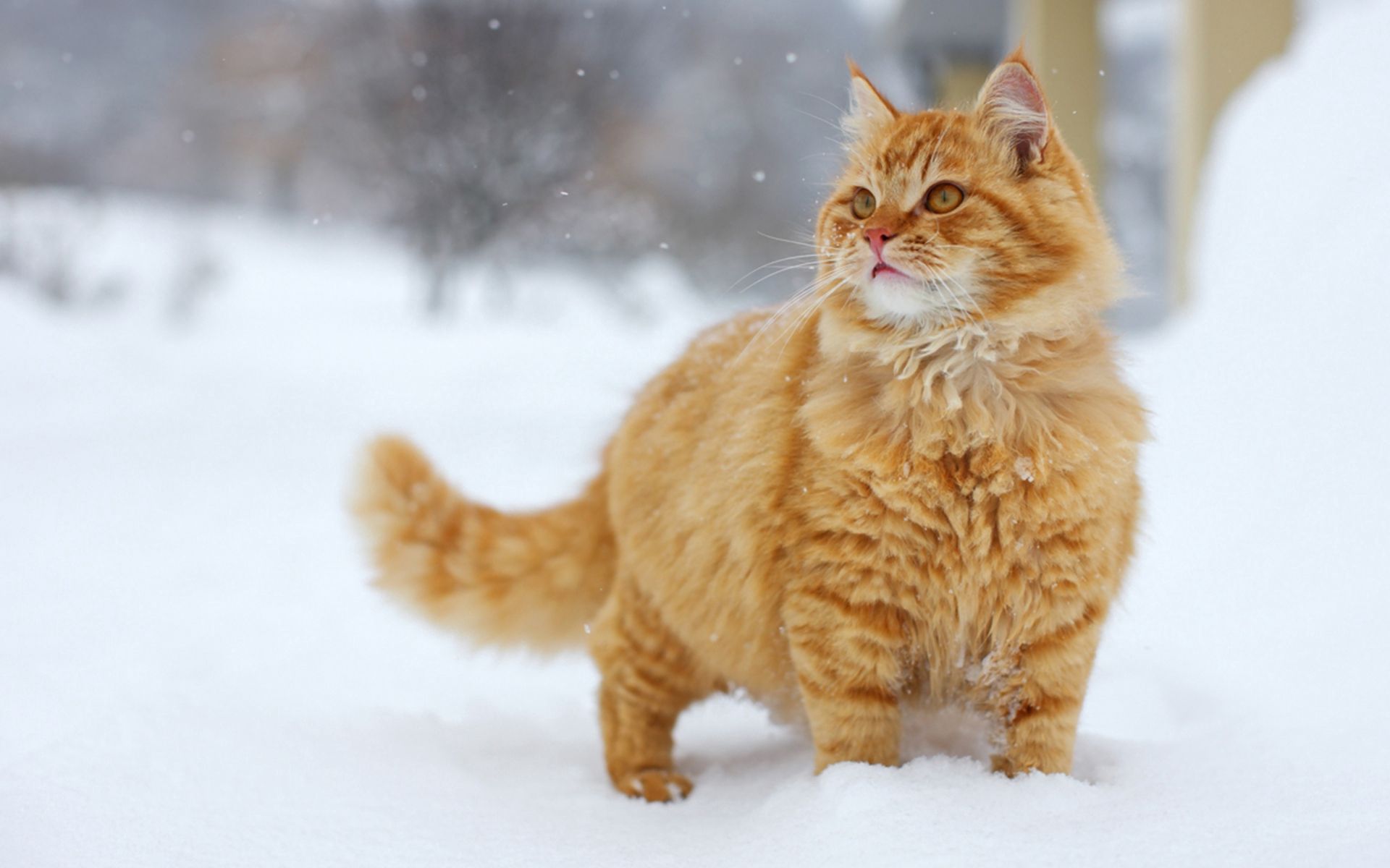 Download mobile wallpaper Stroll, Cat, Sight, Opinion, Animals, Snow for free.
