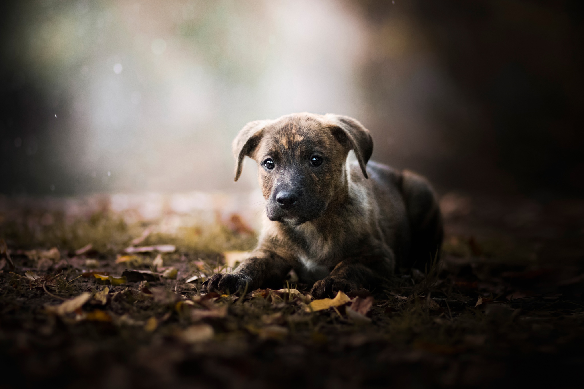 Descarga gratuita de fondo de pantalla para móvil de Animales, Perros, Perro, Cachorro, Rayo De Sol, Bebe Animal, Profundidad De Campo.