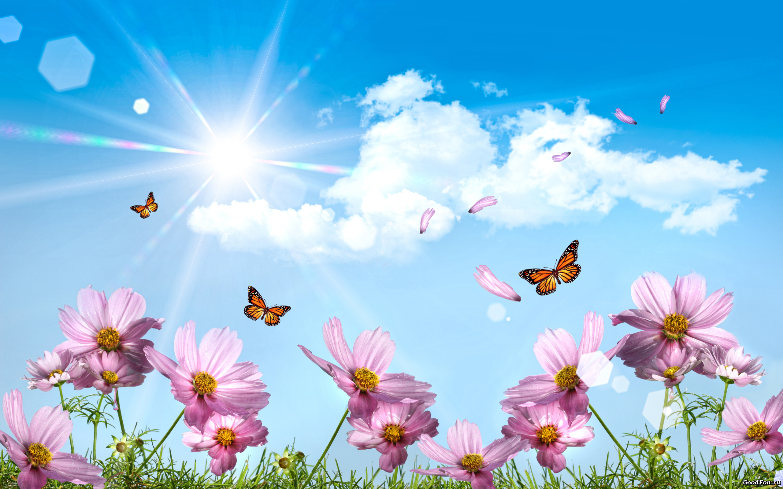 Descarga gratuita de fondo de pantalla para móvil de Cosmos, Mariposa, Primavera, Flores, Flor, Tierra/naturaleza.