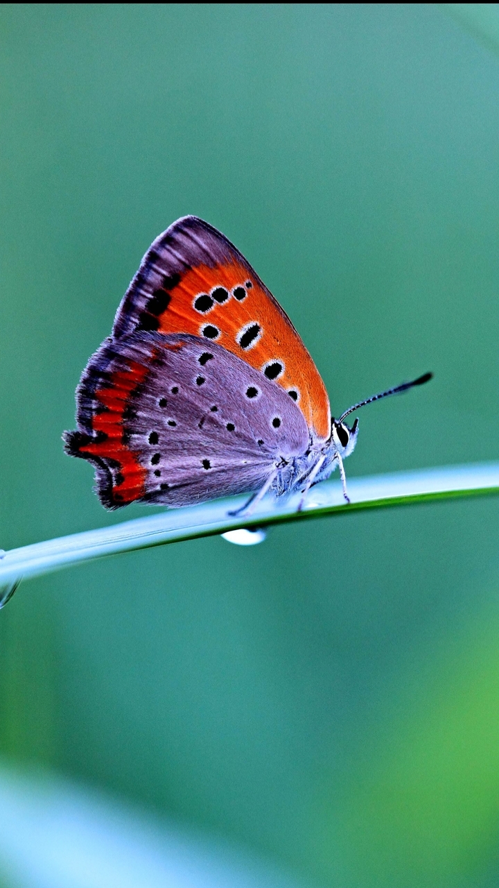 Descarga gratuita de fondo de pantalla para móvil de Animales, Mariposa.