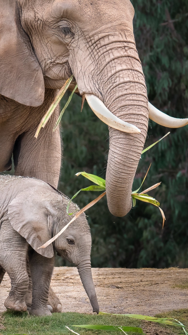 Descarga gratuita de fondo de pantalla para móvil de Animales, Elefantes, Elefante, Bebe Animal, Elefante Africano De Sabana.
