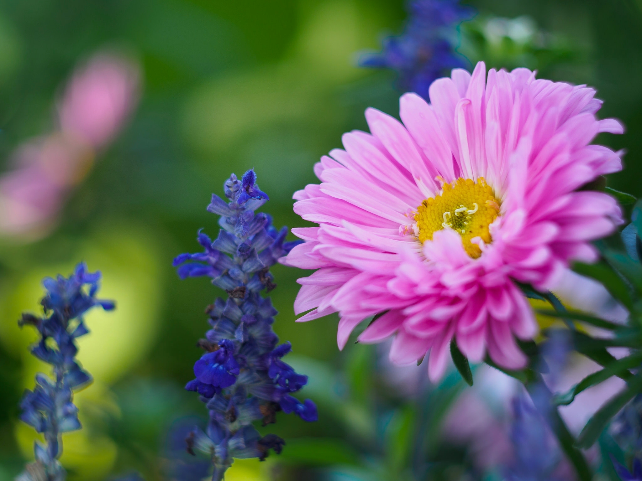 PCデスクトップに自然, フラワーズ, 花, 地球, ぼかし, 青い花, ピンクの花画像を無料でダウンロード