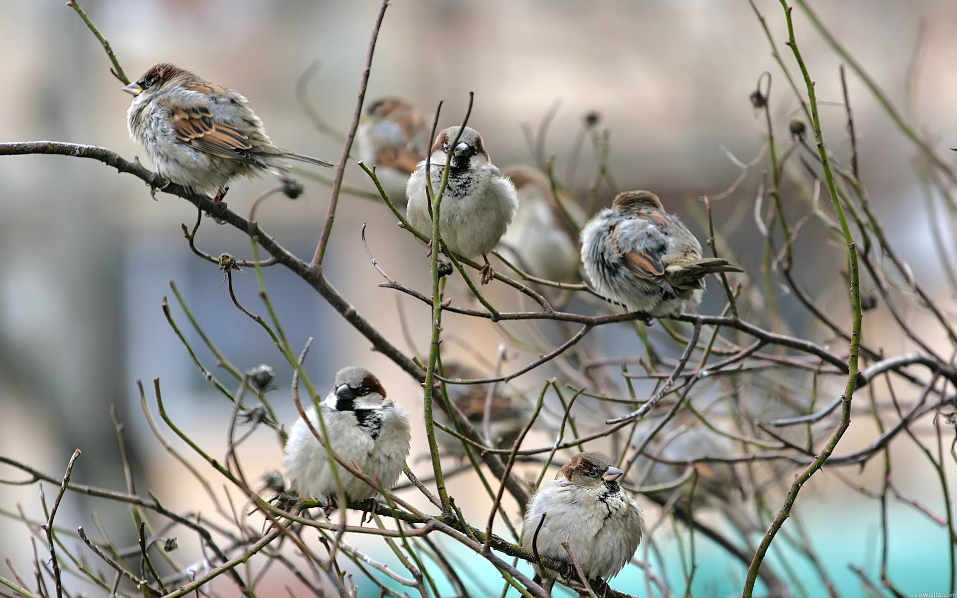 Téléchargez gratuitement l'image Oiseau, Des Oiseaux, Animaux sur le bureau de votre PC