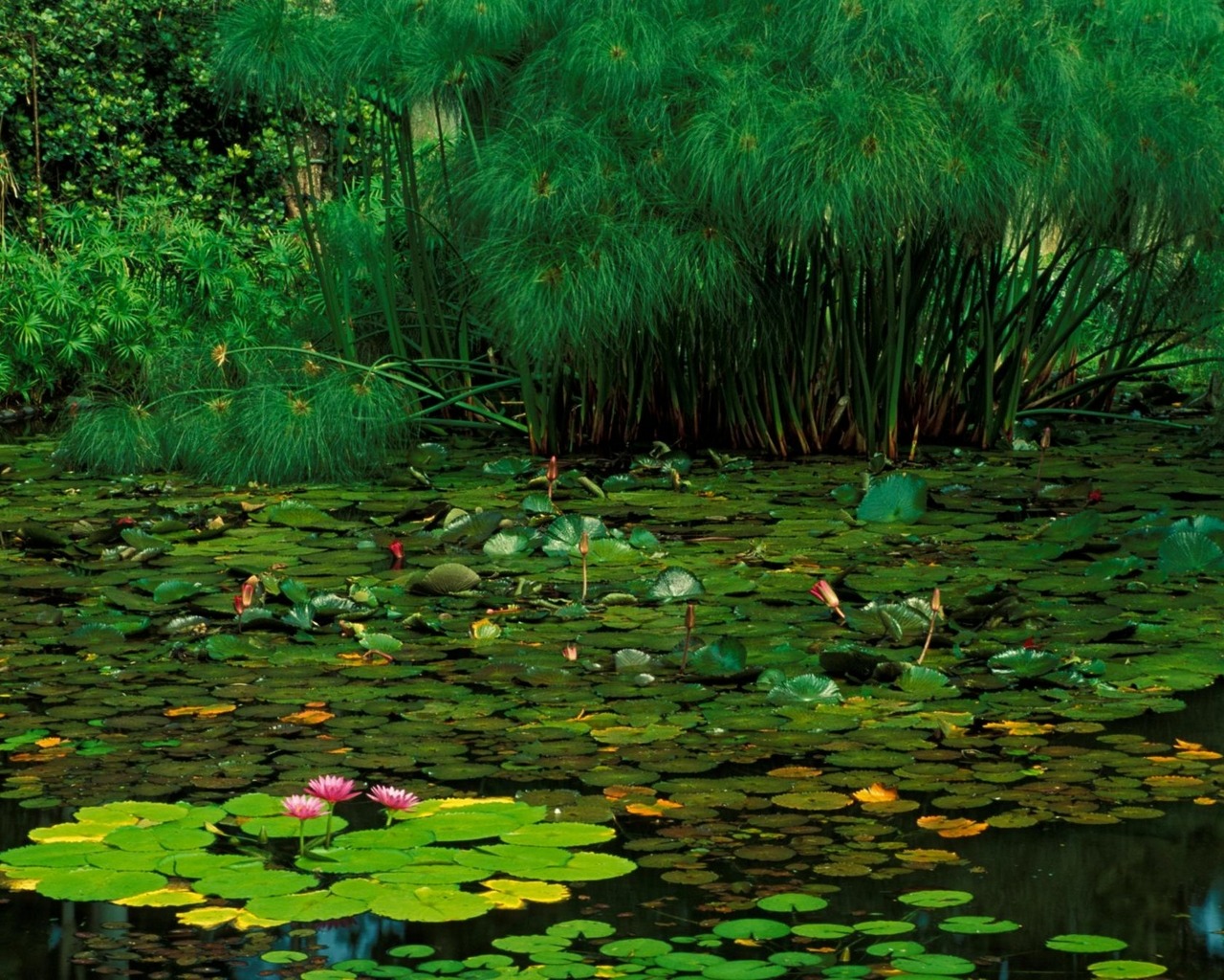 Laden Sie das Blume, Teich, Seerose, Erde/natur, Seerosenblatt-Bild kostenlos auf Ihren PC-Desktop herunter