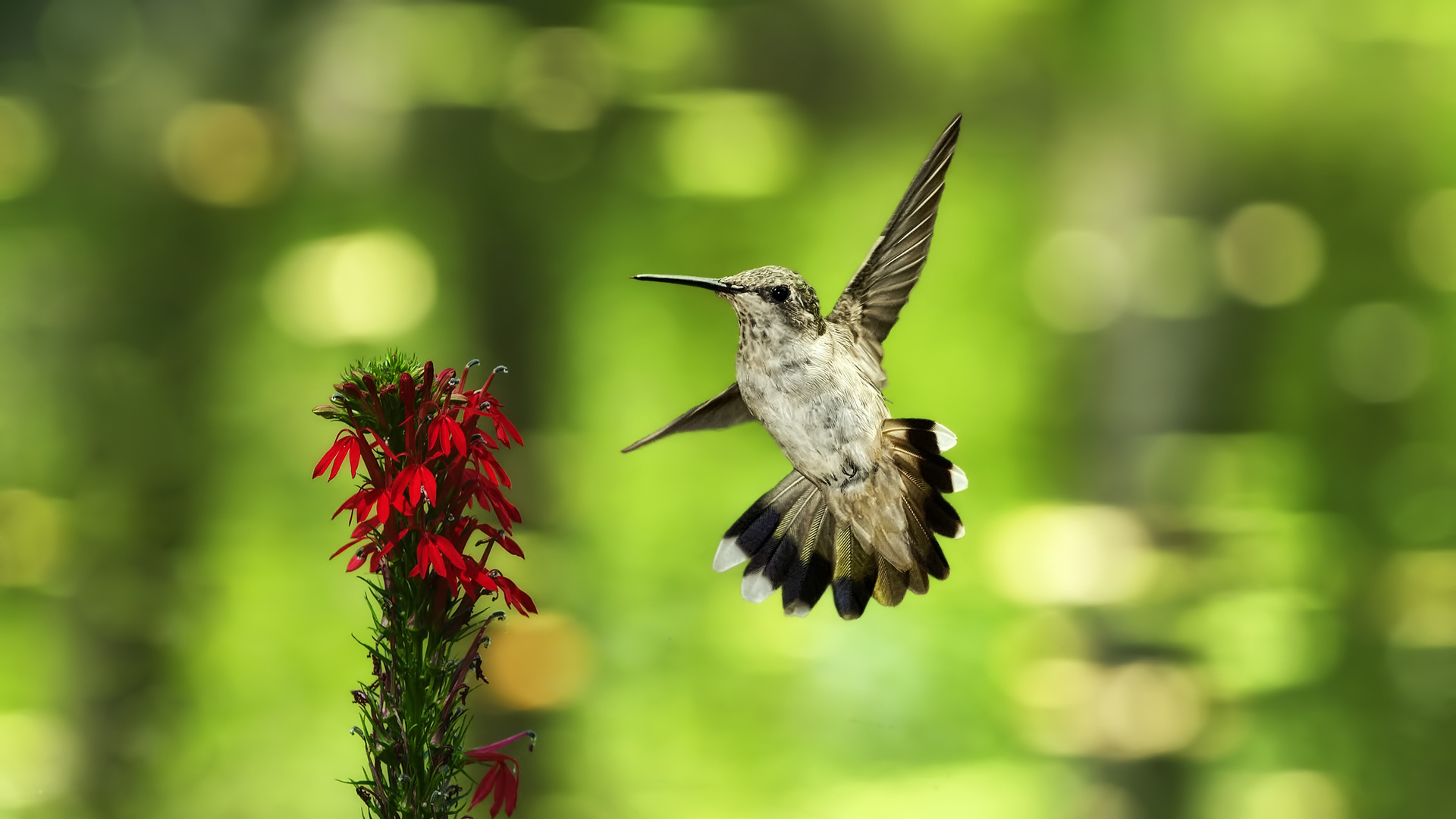 Download mobile wallpaper Animal, Hummingbird for free.