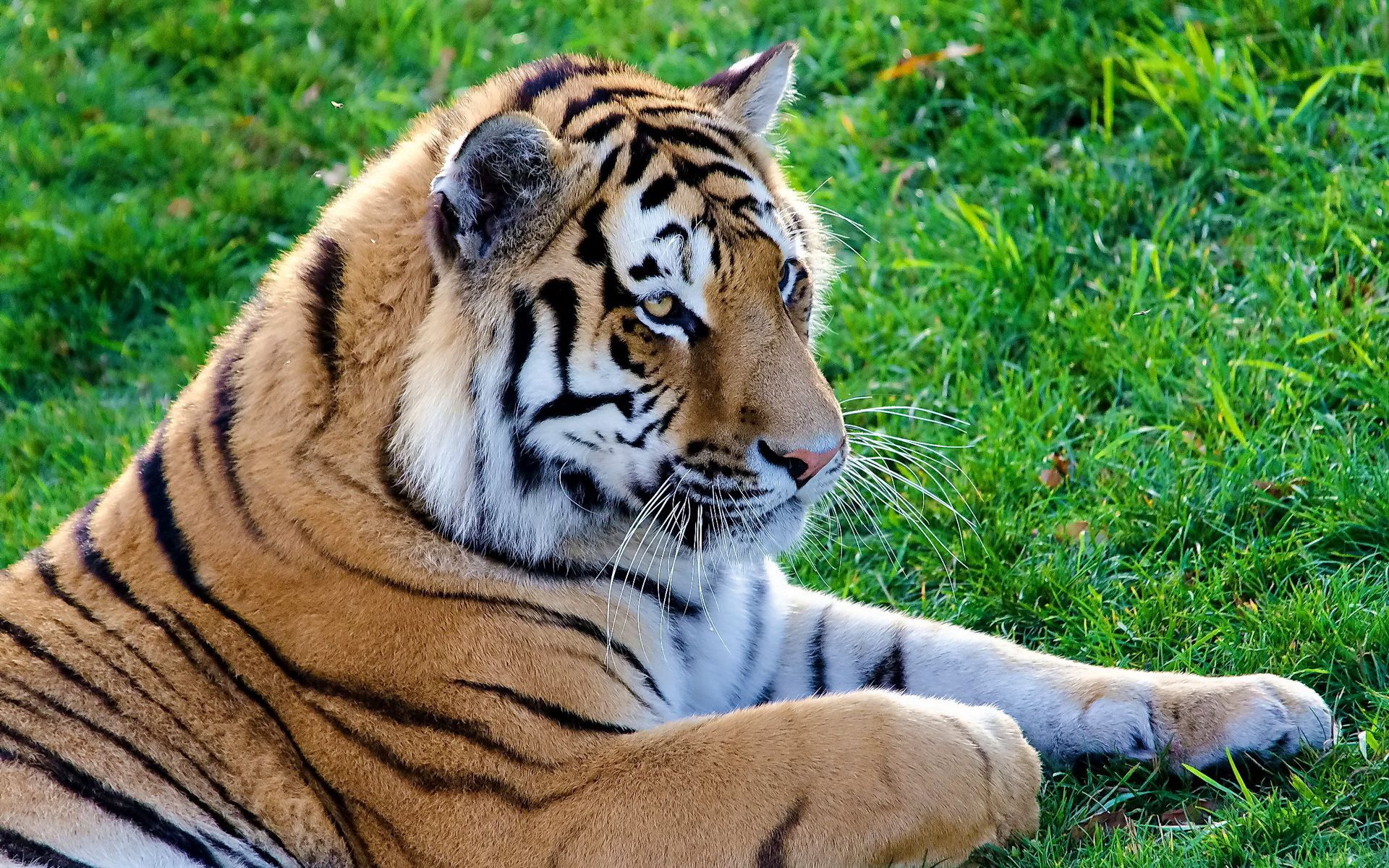 118576 скачать обои большая кошка, лежать, тигр, хищник, животные - заставки и картинки бесплатно
