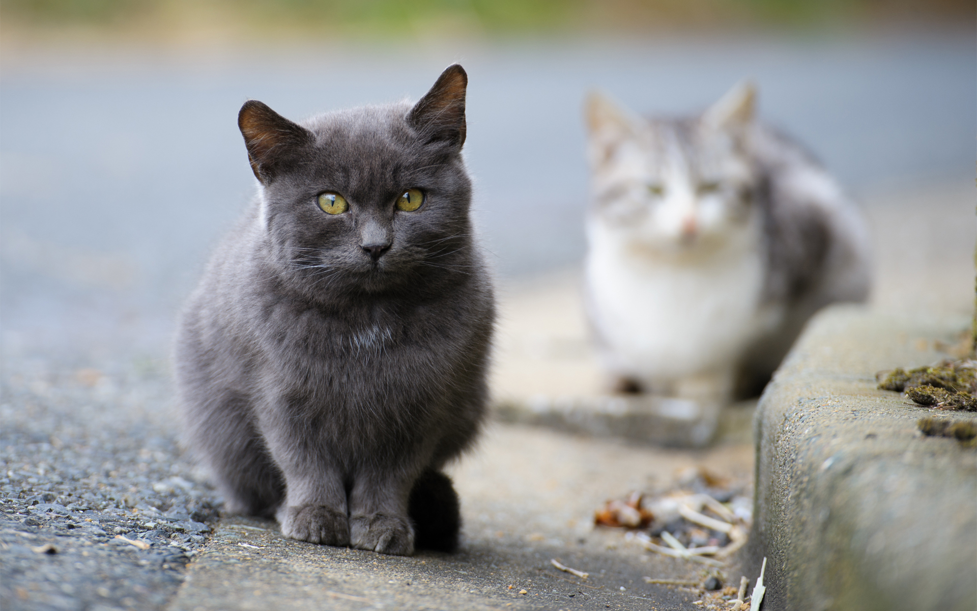 無料モバイル壁紙動物, ネコ, 猫をダウンロードします。